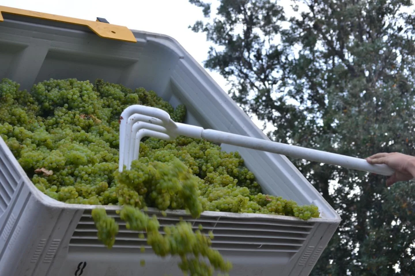 Vintage 2026 is underway - chardonnay and pinot meunier have been handpicked for our NV