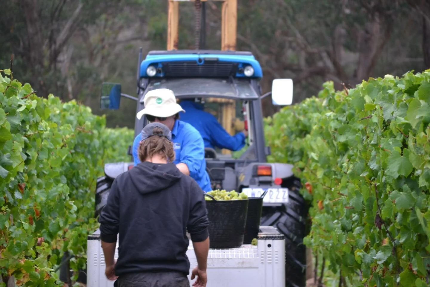 Falcon Vineyard harvest - 9 March 2026.