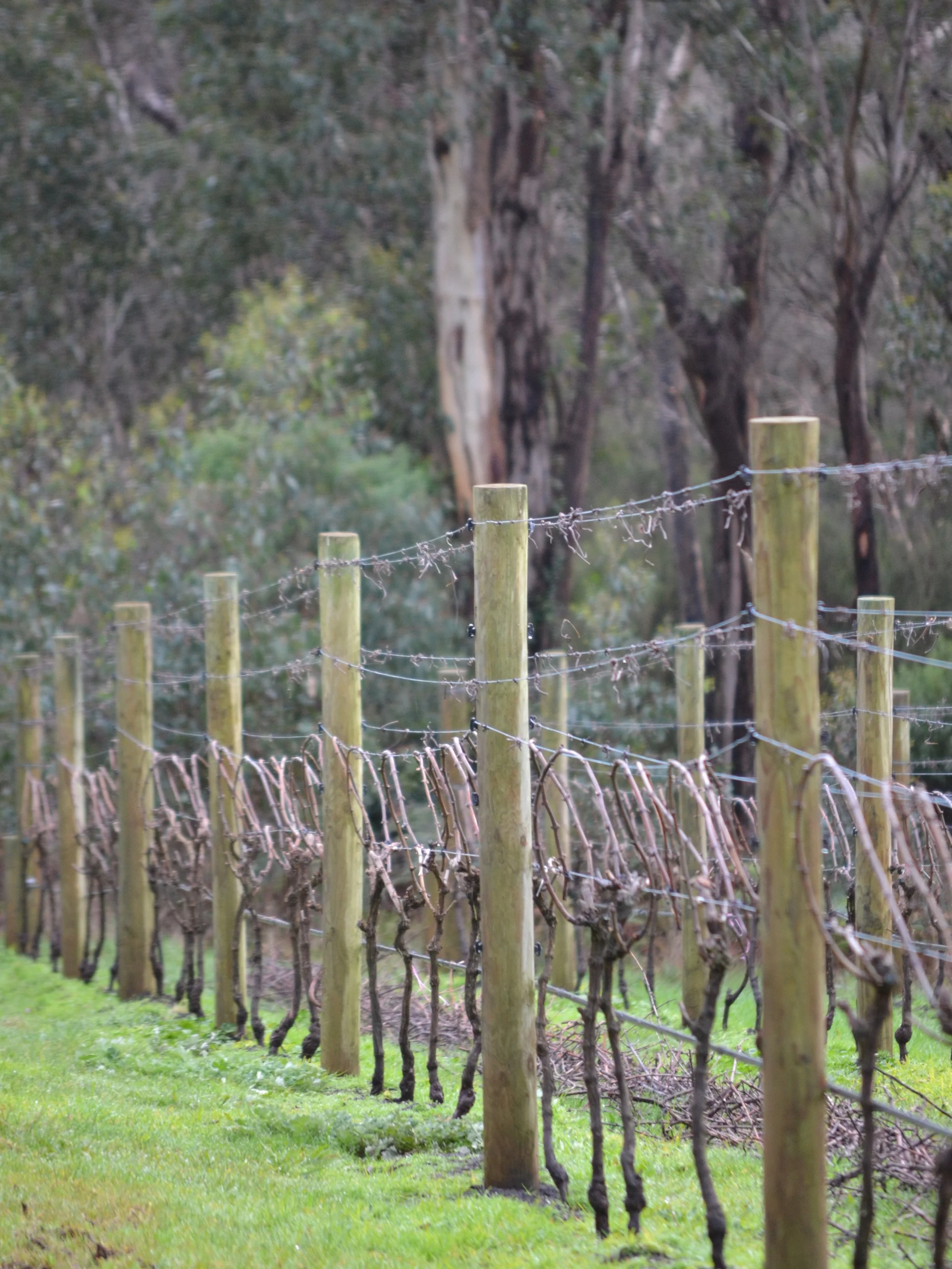 Falcon Vineyard is pruned and wrapped, ready for another growing season. Bring on vintage 2027.
