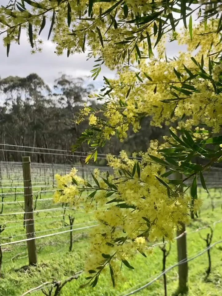 Buds bursting, cover crops thriving and wattles in full bloom at Falcon. How fitting.