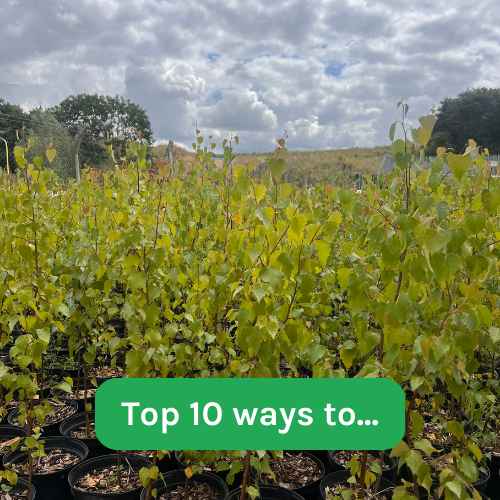 Top 10 ways to promote eco-friendly operations for your company.