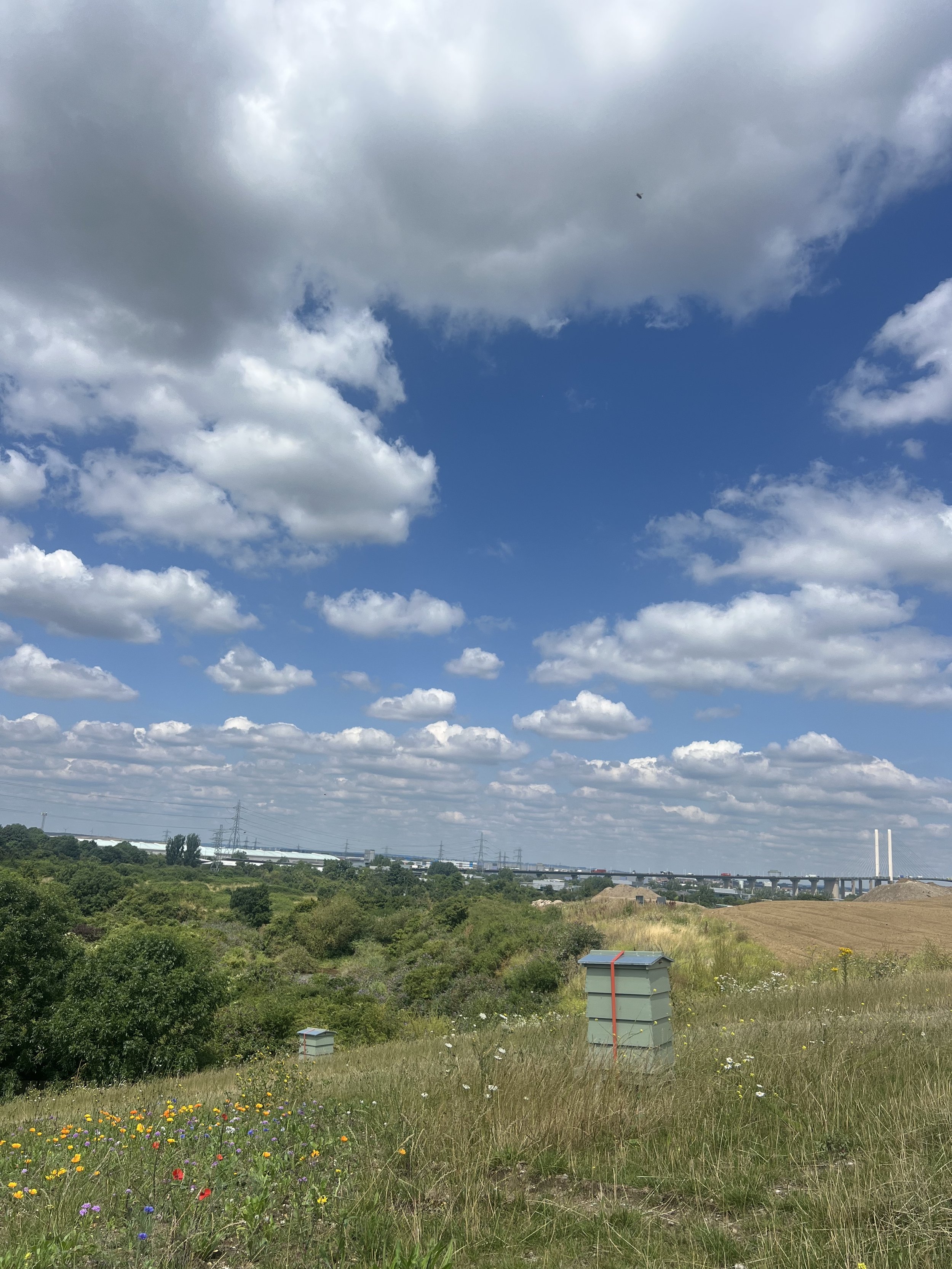 Nurturing Nature: Land Logical Introduces New Bee Hives to Our Atlas Park Site in Dartford