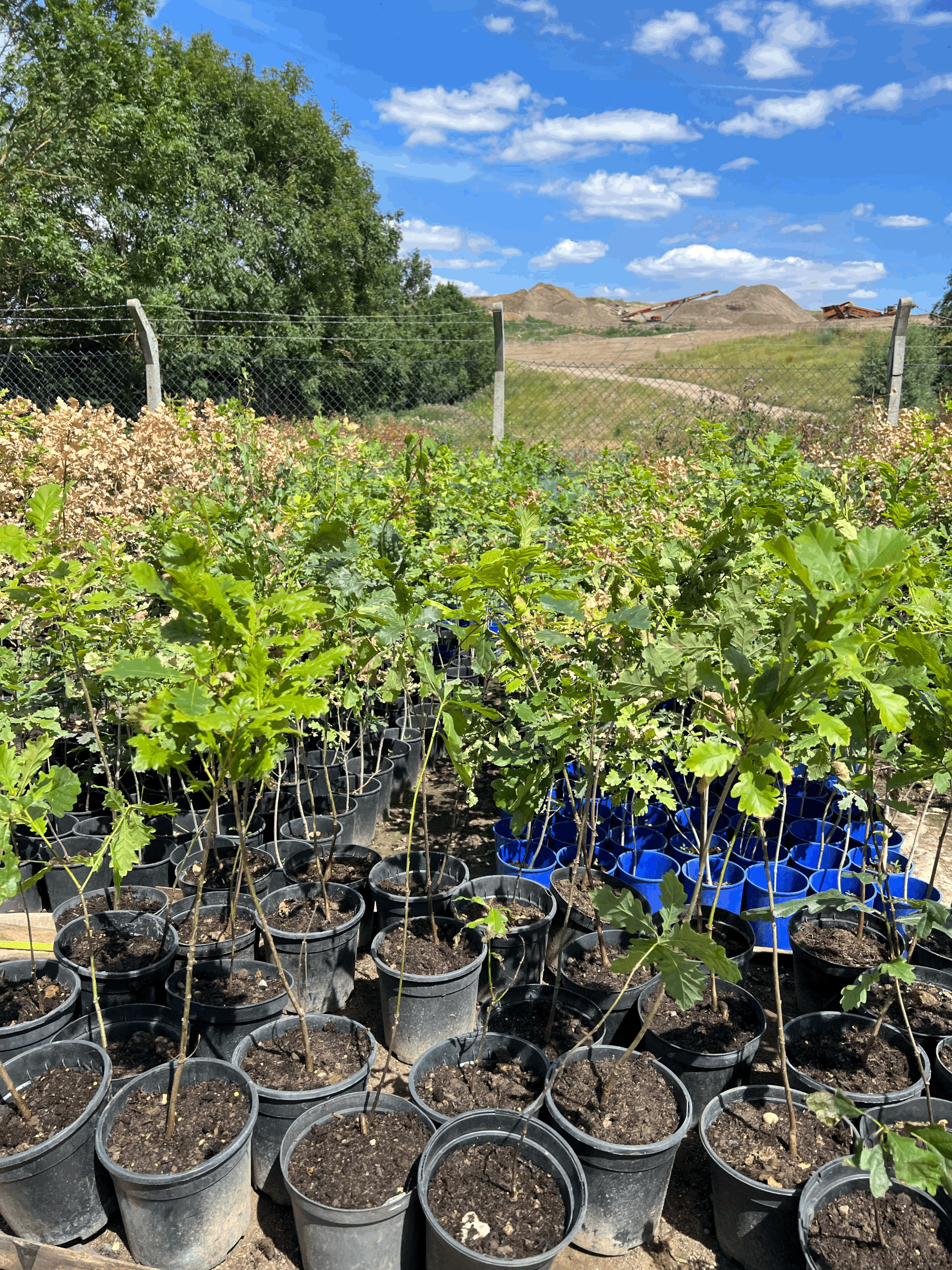 The Role of Native Species in Biodiversity