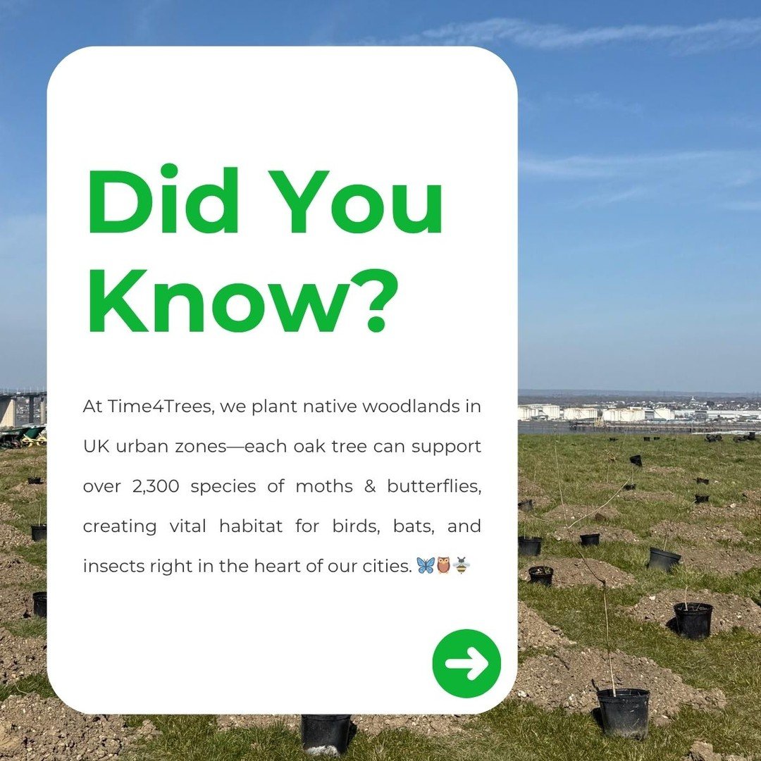 🌿 Native mix, expert designed! 🌿

With Groundwork Trust, we choose a diverse palette&mdash;English oak, European beech, silver birch, ash, field maple, wild cherry&hellip; + many more&mdash;following best-practice guidelines to boost urban biodiver