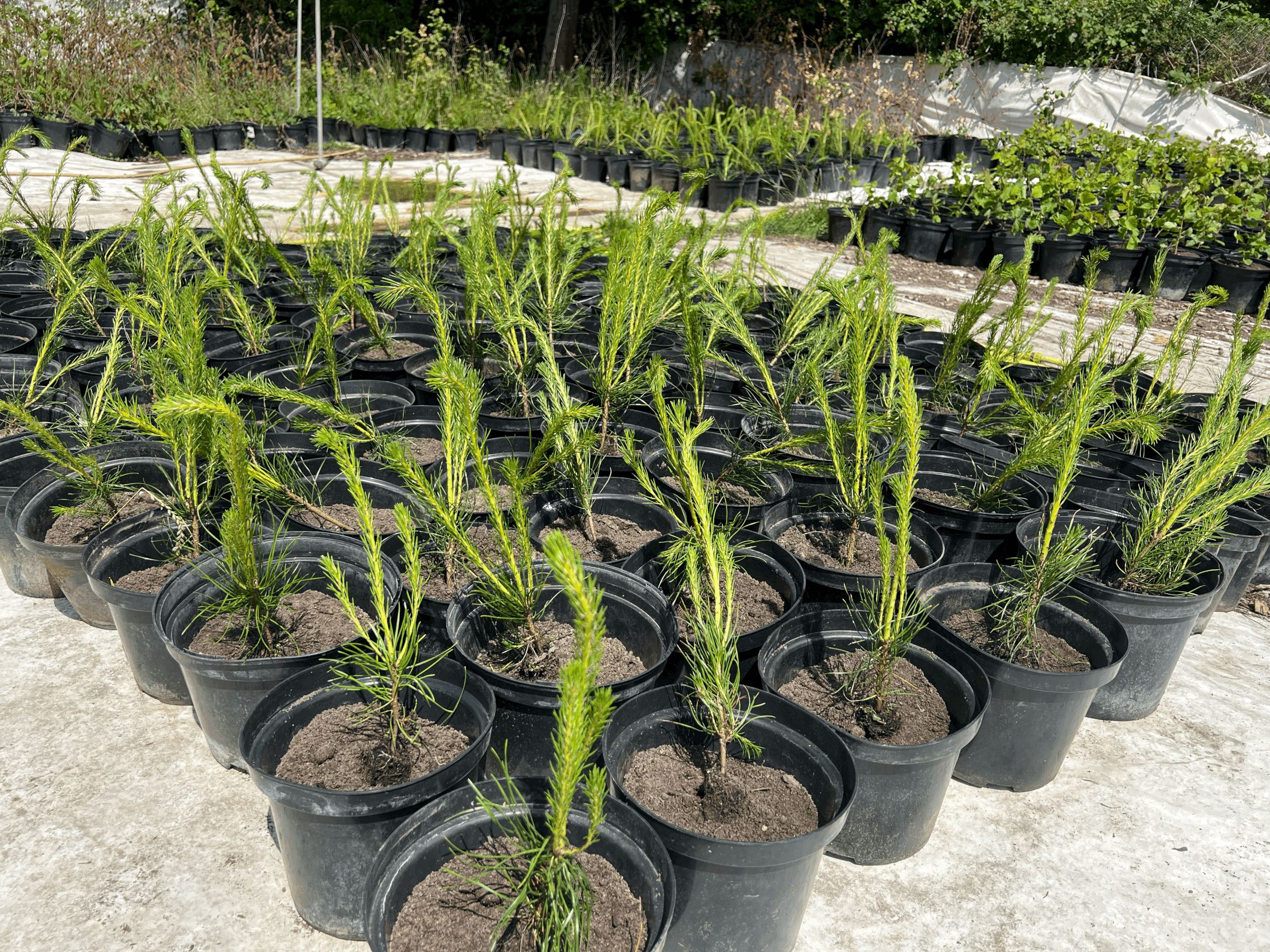 Tree Planting Projects That Make a Difference: Real Results for Real Businesses