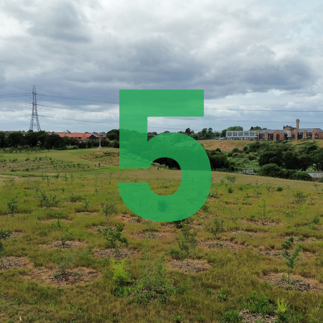 5 Reasons Why Tree Planting Should Be Part of Your Corporate Social Responsibility Strategy