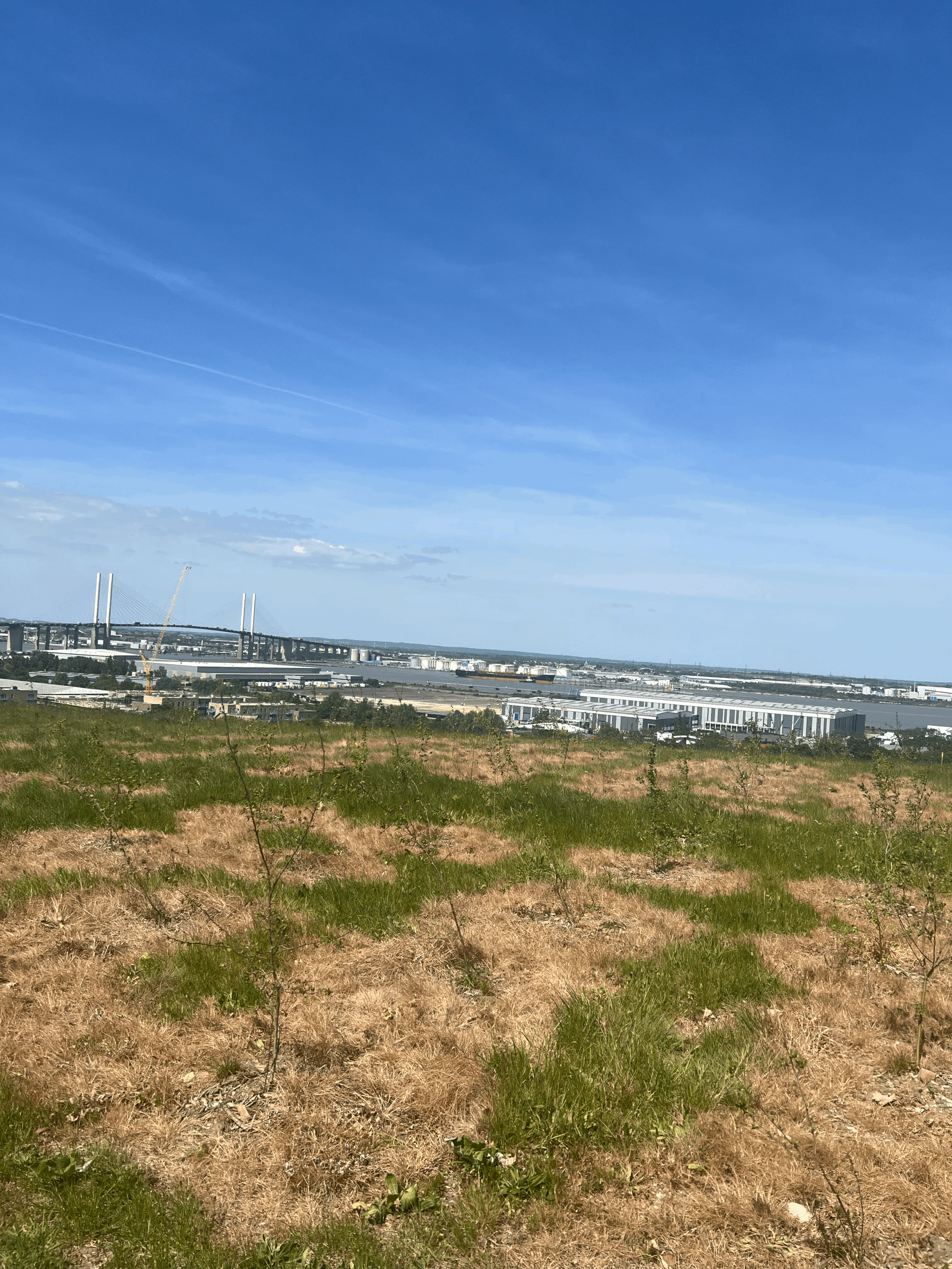 Understanding Carbon Offsetting: A Simple Guide for UK Companies