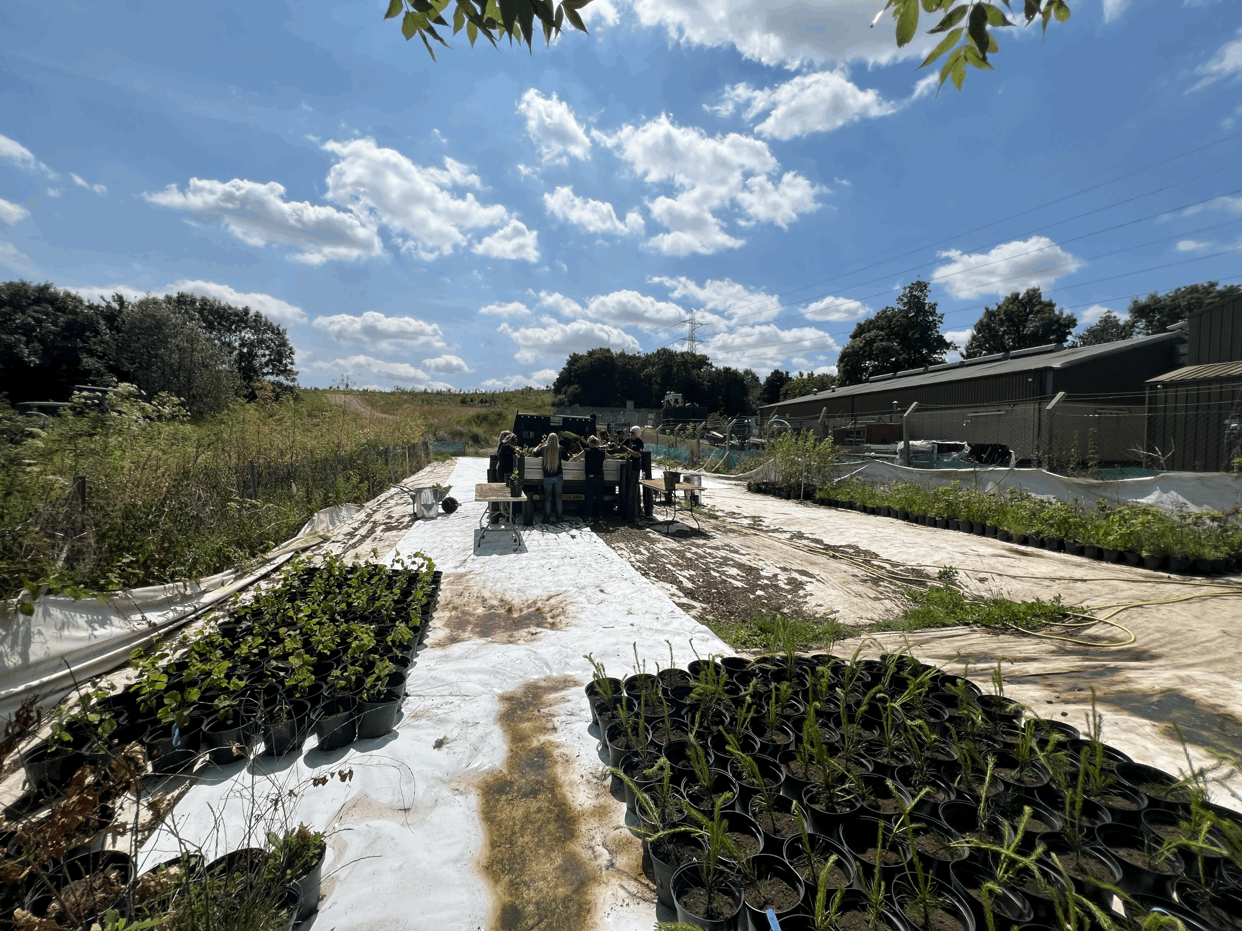 The Business Case for Going Green: Tree Planting and ROI