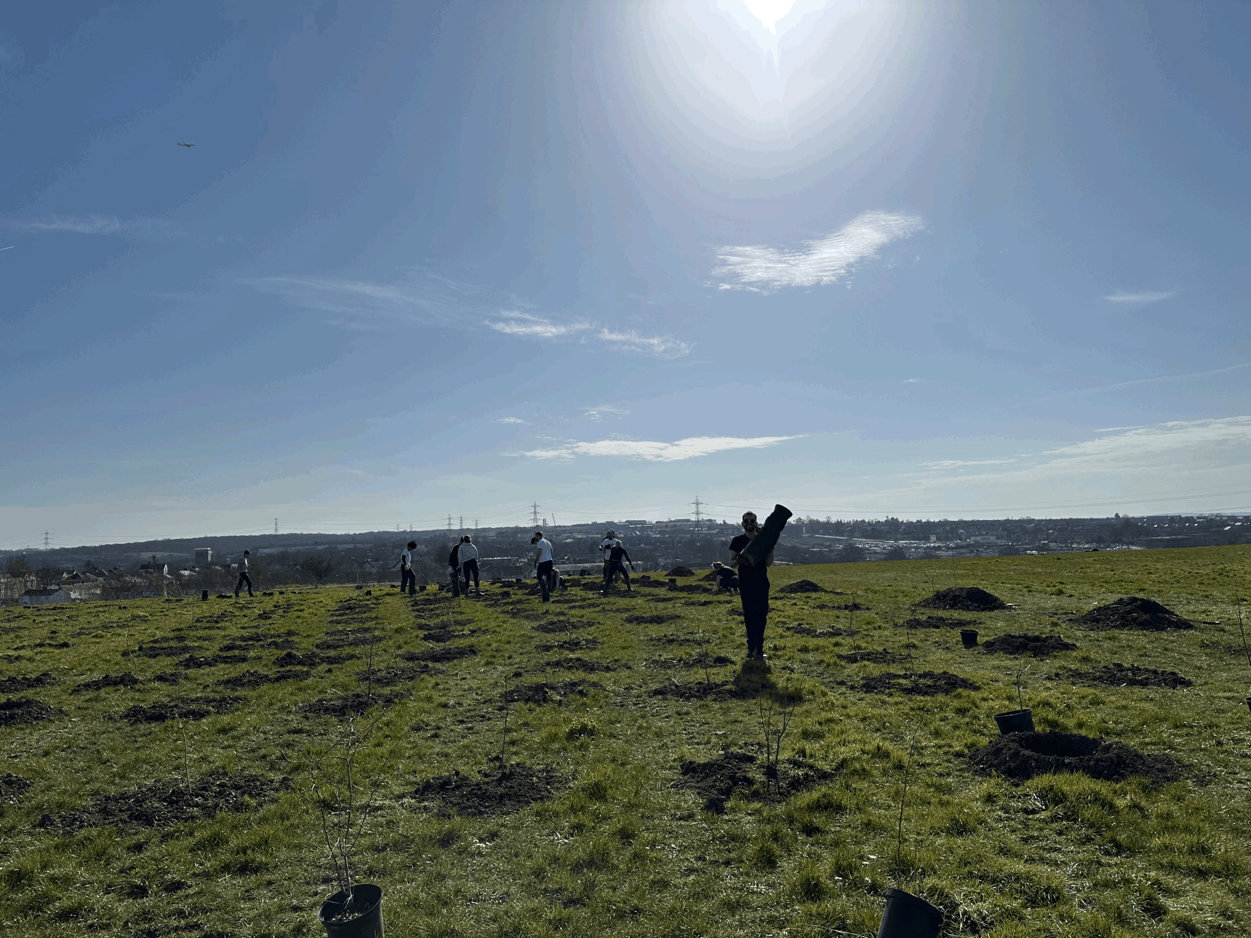 Top 10 Questions Businesses Ask About Tree Planting and Carbon Offsetting
