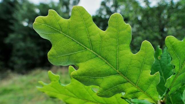 English oak Tree