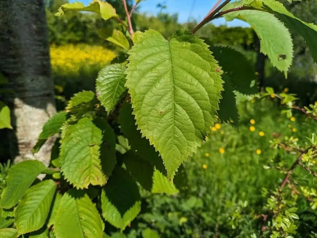 Wild cherry