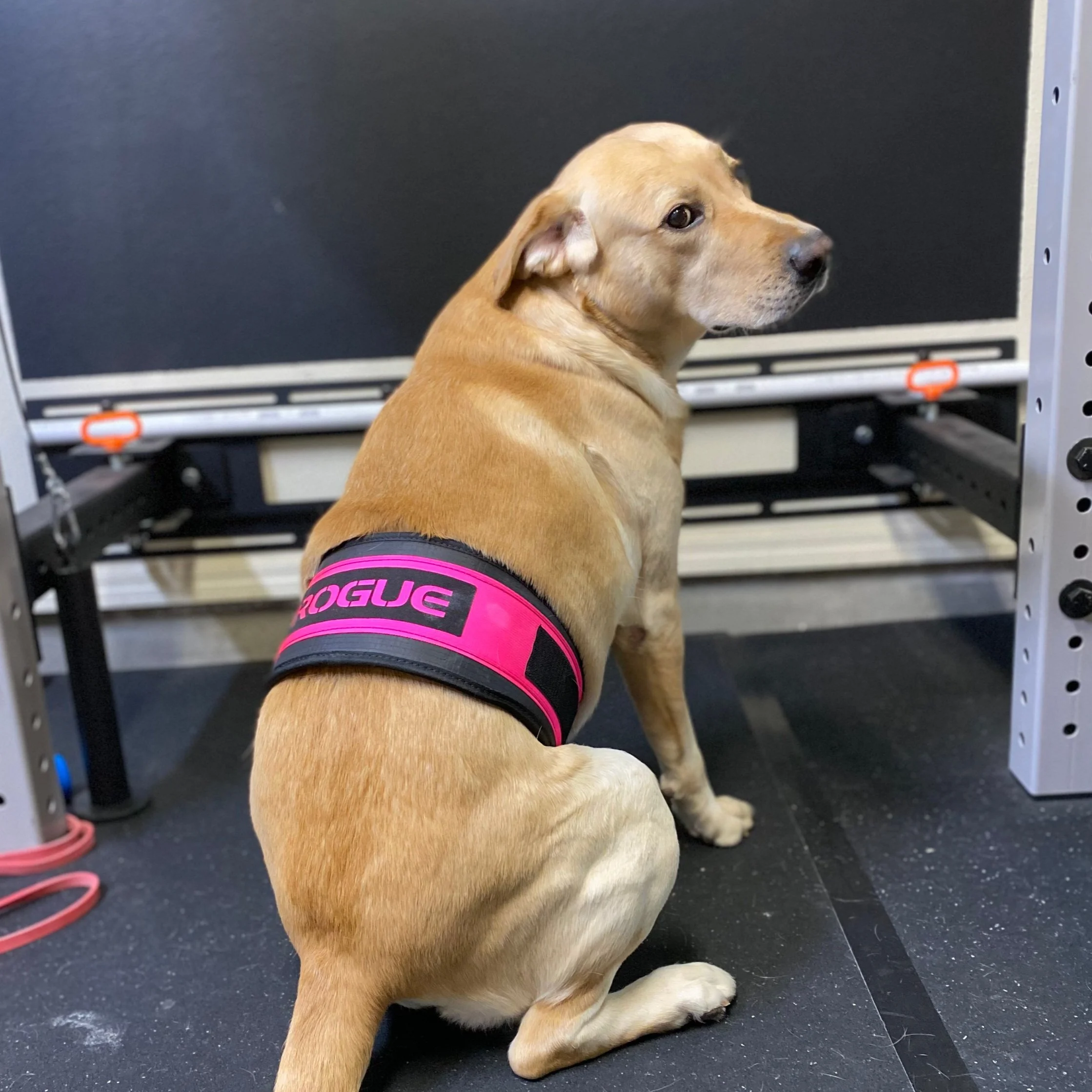 Dog wearing a pink weightlifting belt inside a gym setting