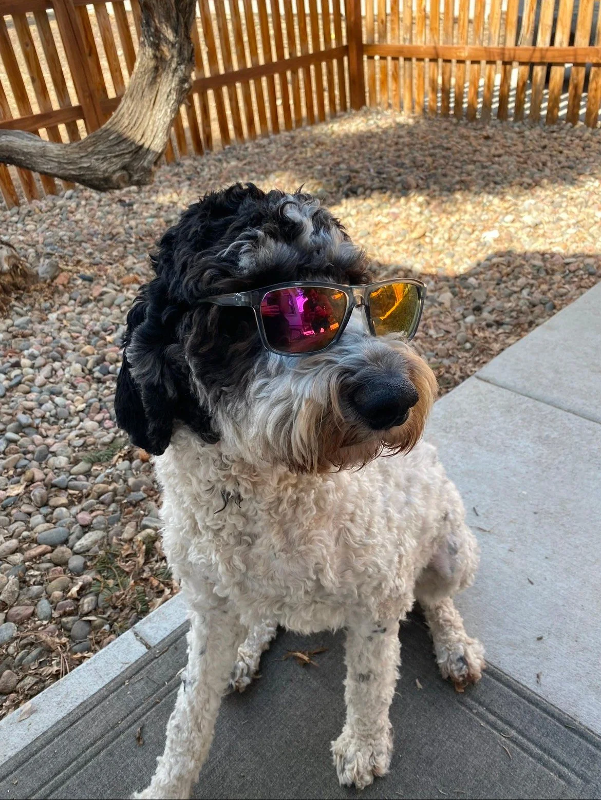 A curly-haired dog wearing sunglasses sitting outdoors near a concrete sidewalk, with a wooden fence and a tree in the background.