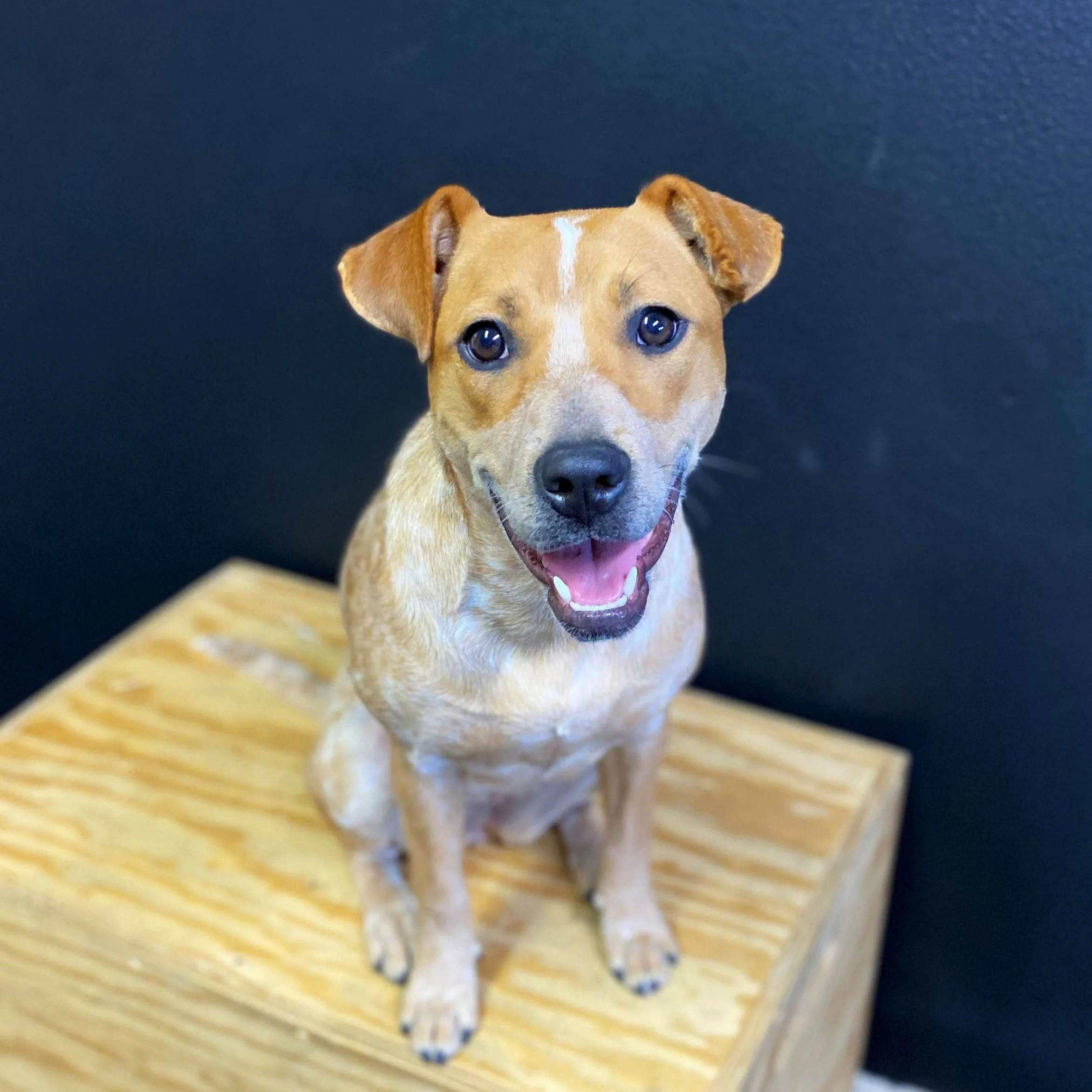 Happy brown dog sitting on wooden box against black wall.