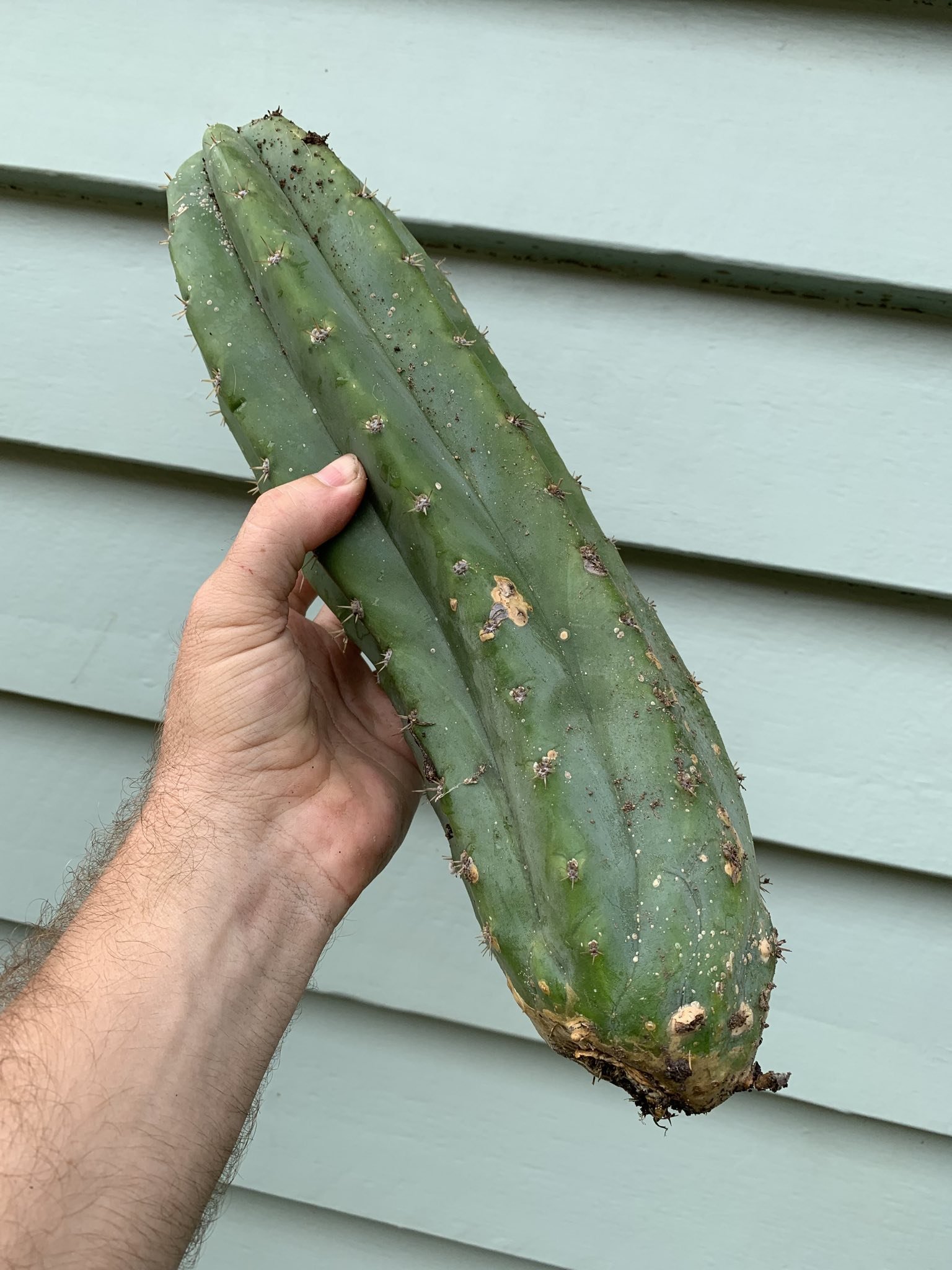 The-ugly-bunch-echinopsis-pachanoi.jpeg