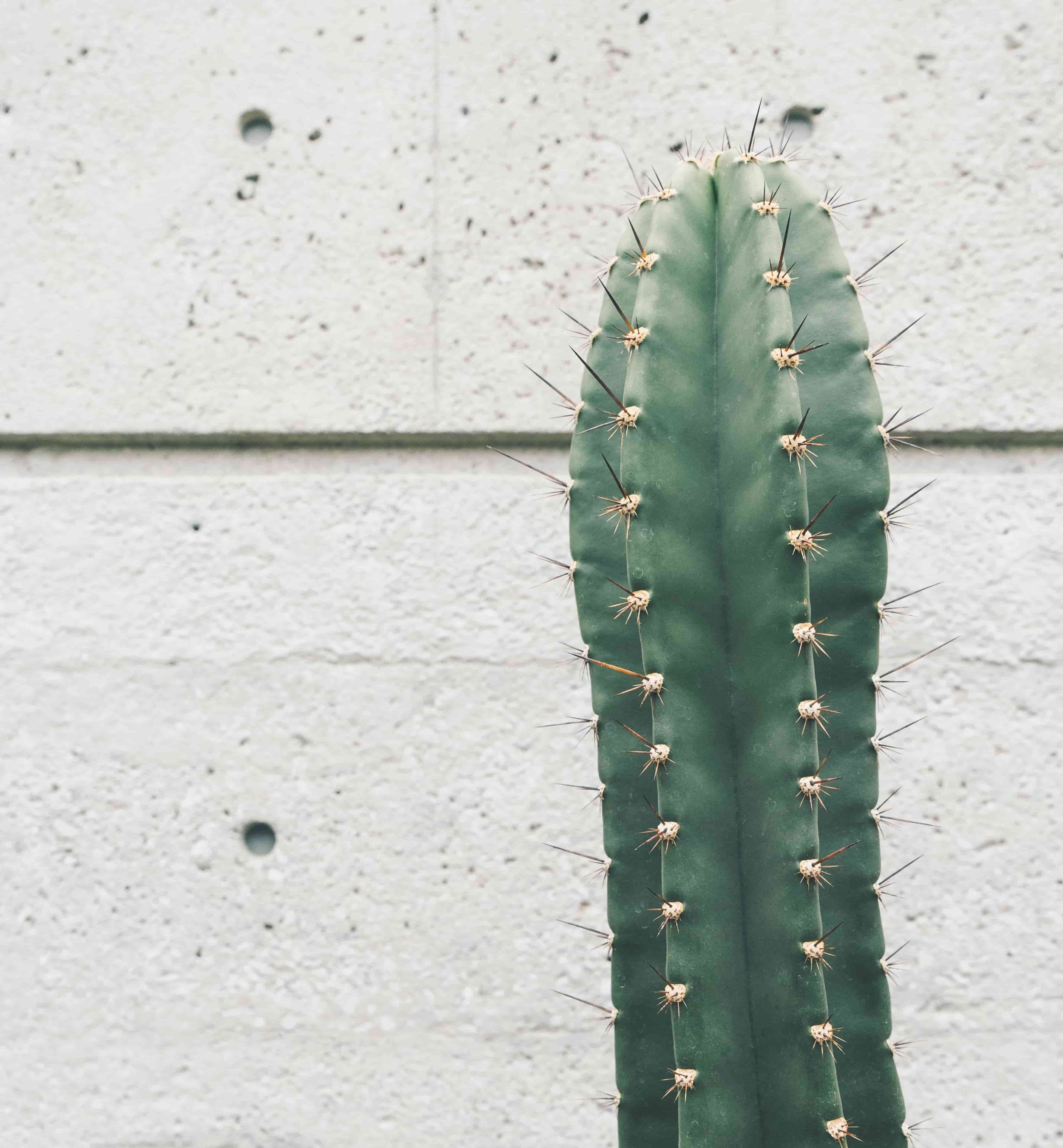 cereus-cactus.jpg
