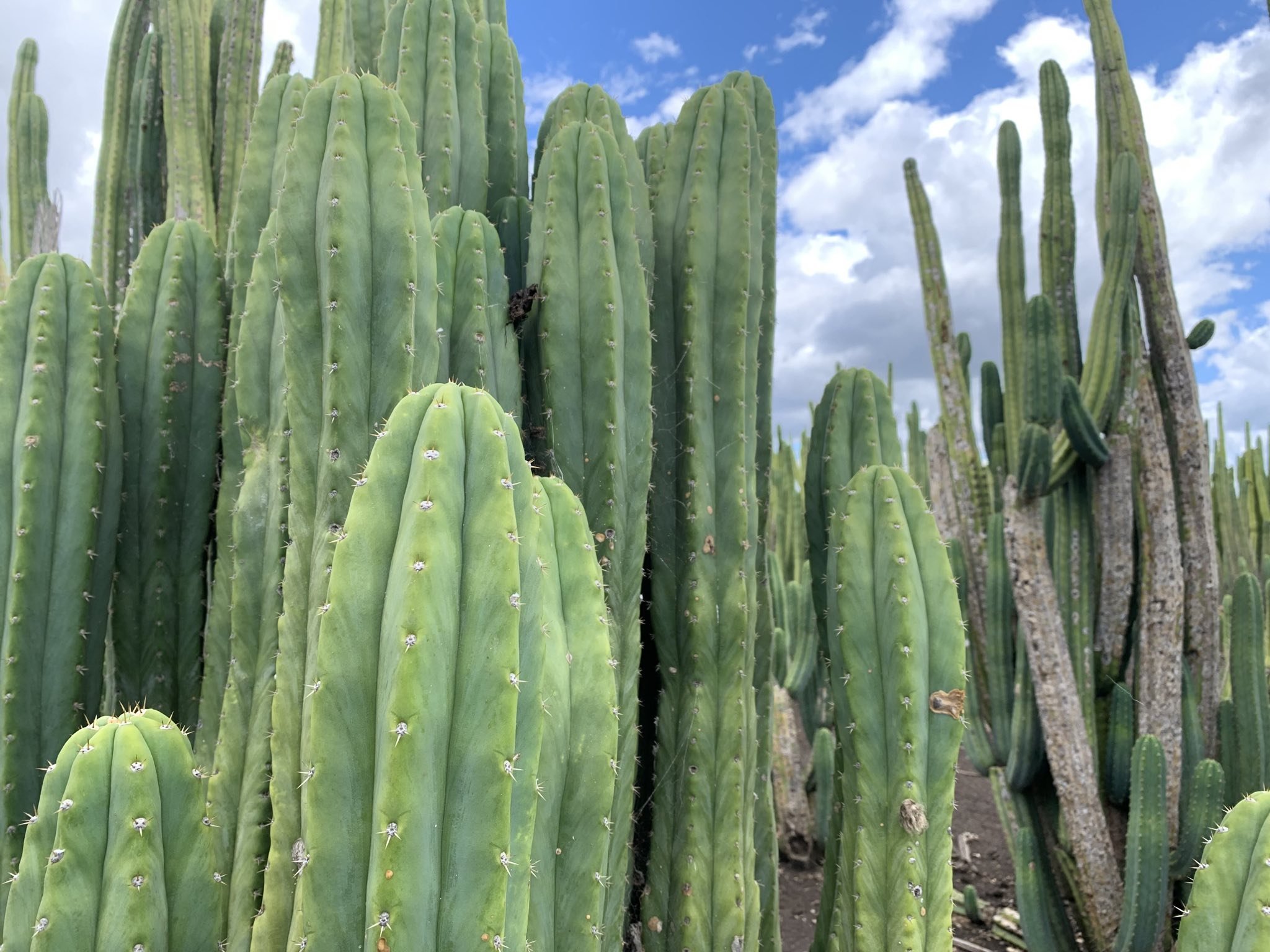 photo of the san pedro cactus