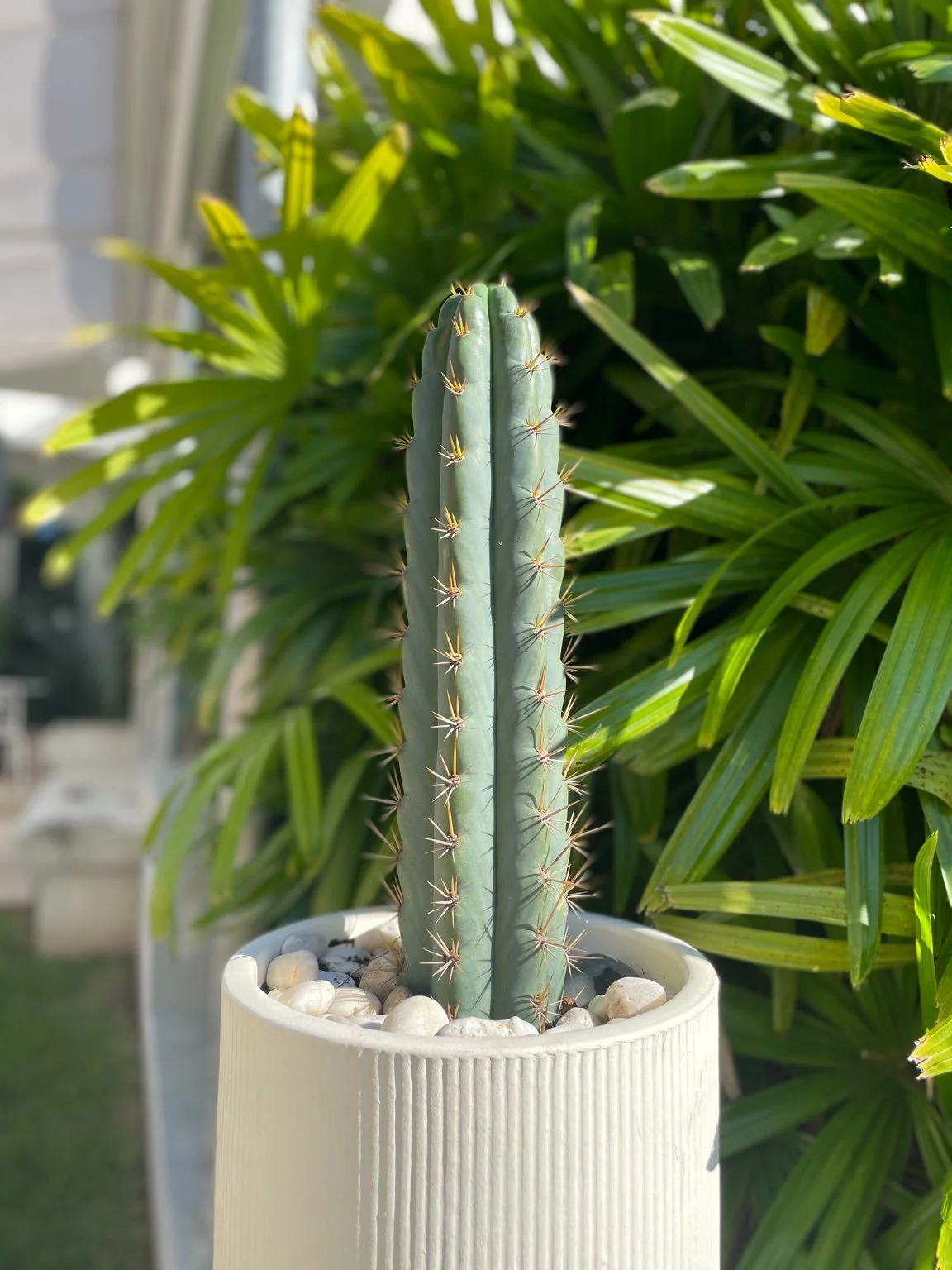 Peruvian Torch Cactus (Echinopsis Peruviana) cutting — Cactus Culture