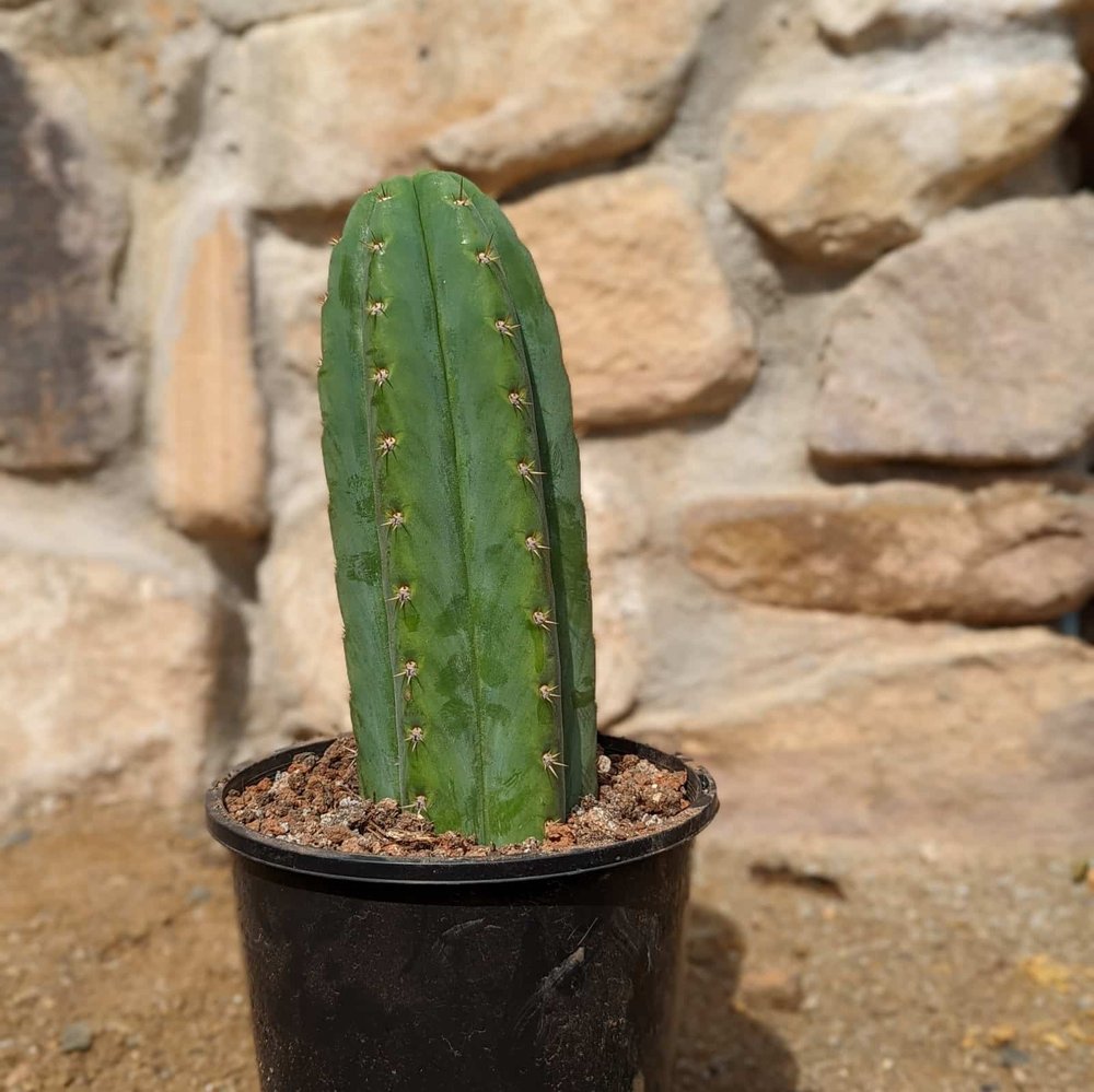 San Pedro Cactus Australia (Echinopsis Pachanoi) — Cactus Culture — Cactus  Culture Australia