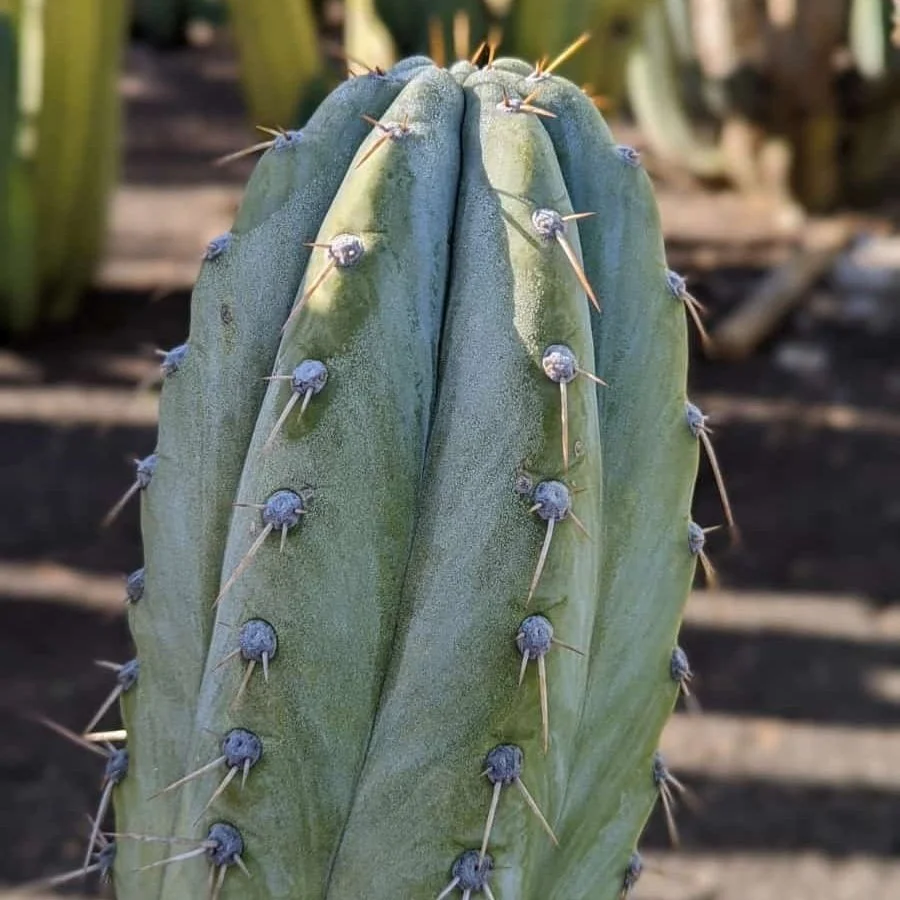 Echinopsis-Peruviana-identification-1-min.jpg