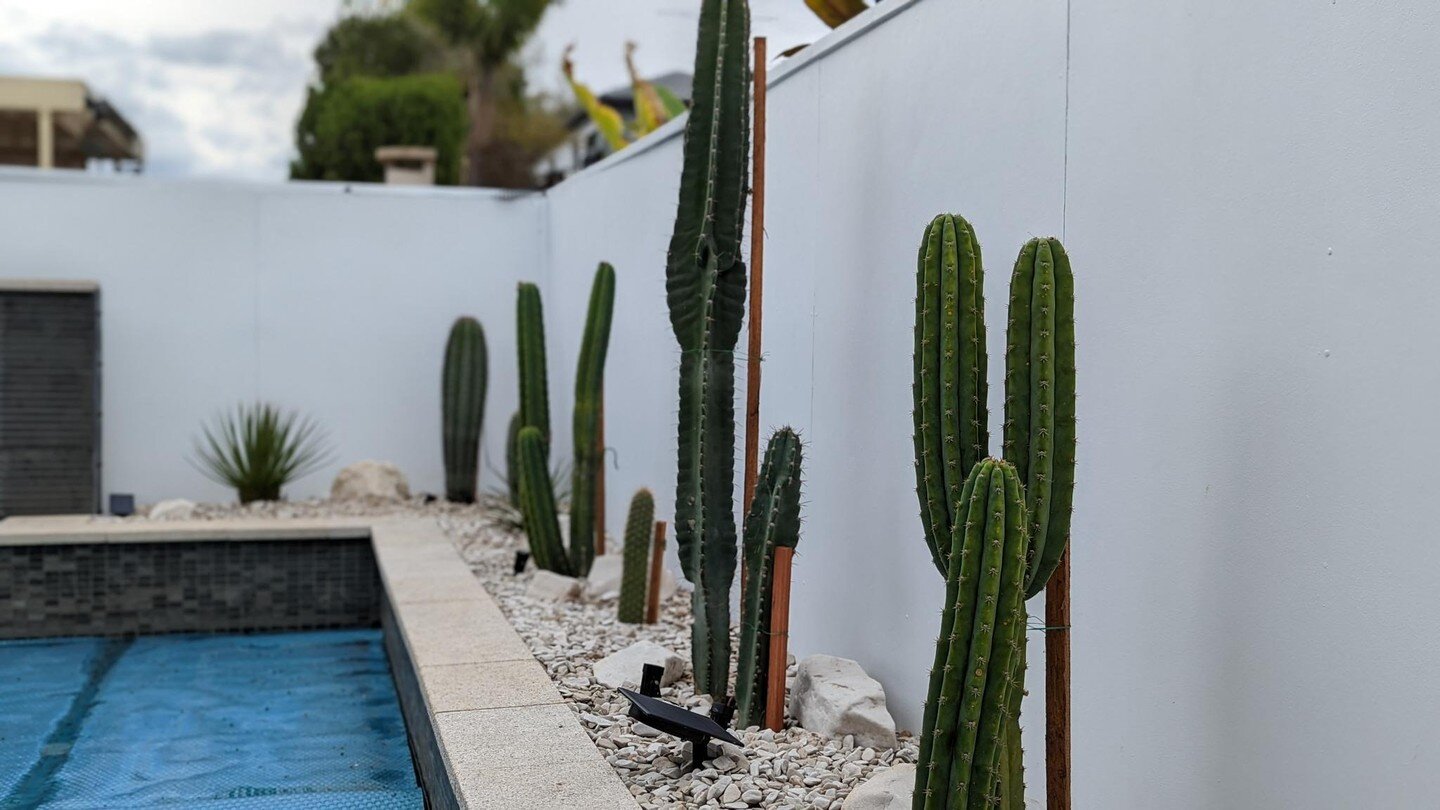 Bulimba poolside oasis 🌵 ☀️

Not sure who is happier with how this sweet little poolside garden turned out: us, or our wonderful customer - thanks again Julia!

➡️ Swipe for pics of the whole transformation process, from blank canvas, to design and 