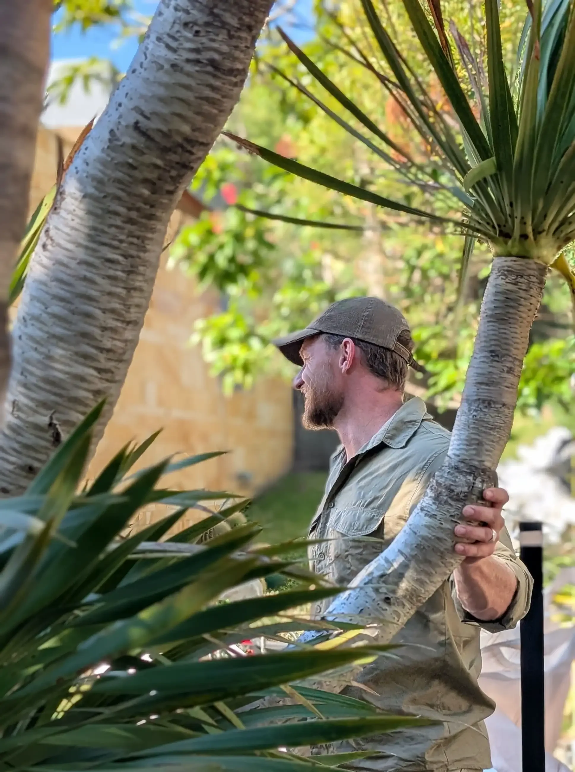 A man with a beard wearing a cap and outdoor clothing, holding onto a large potted plant with palm-like fronds and thick, textured trunks, standing outdoors in a garden or backyard.