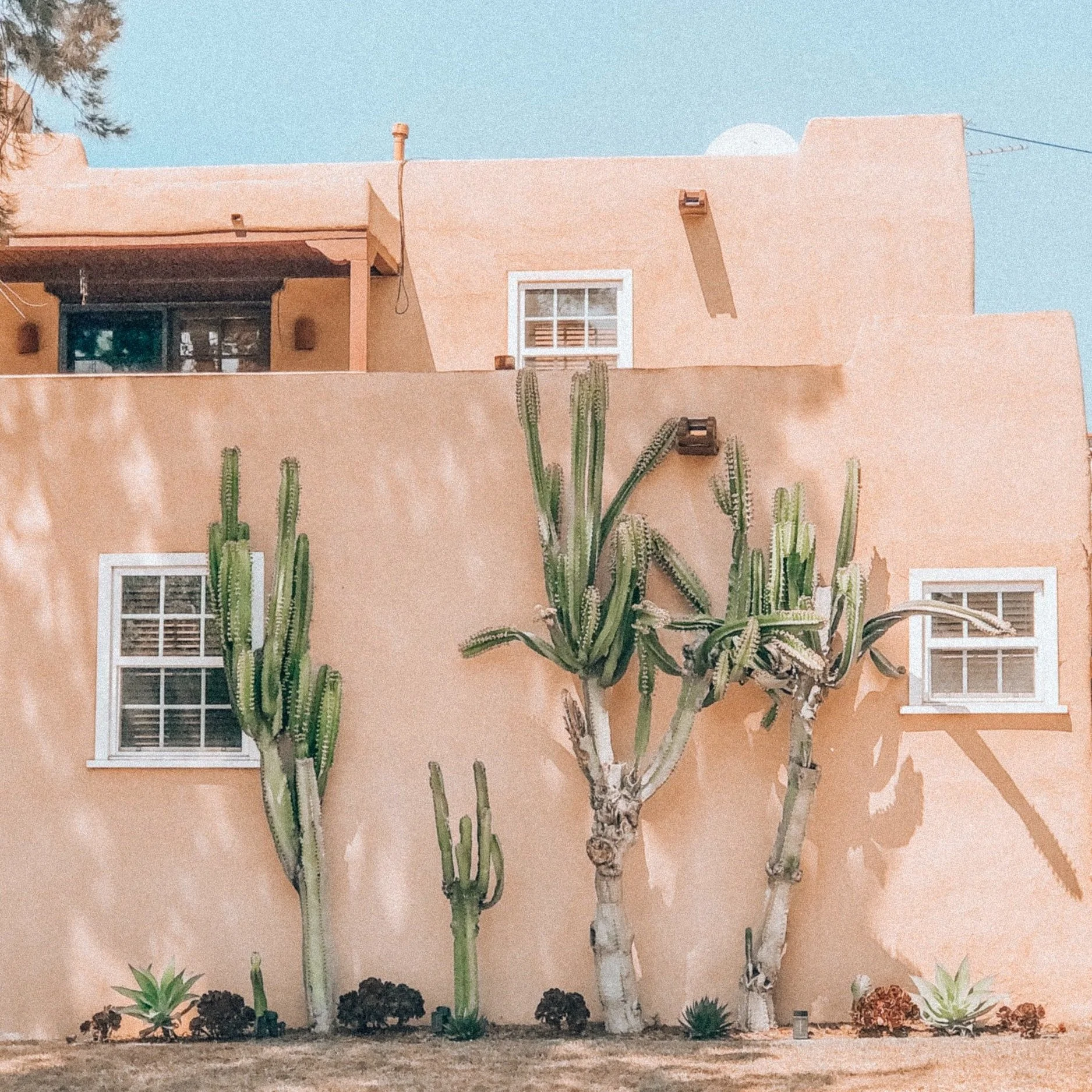 Free Cactus Removal Brisbane — Cactus Culture Australia