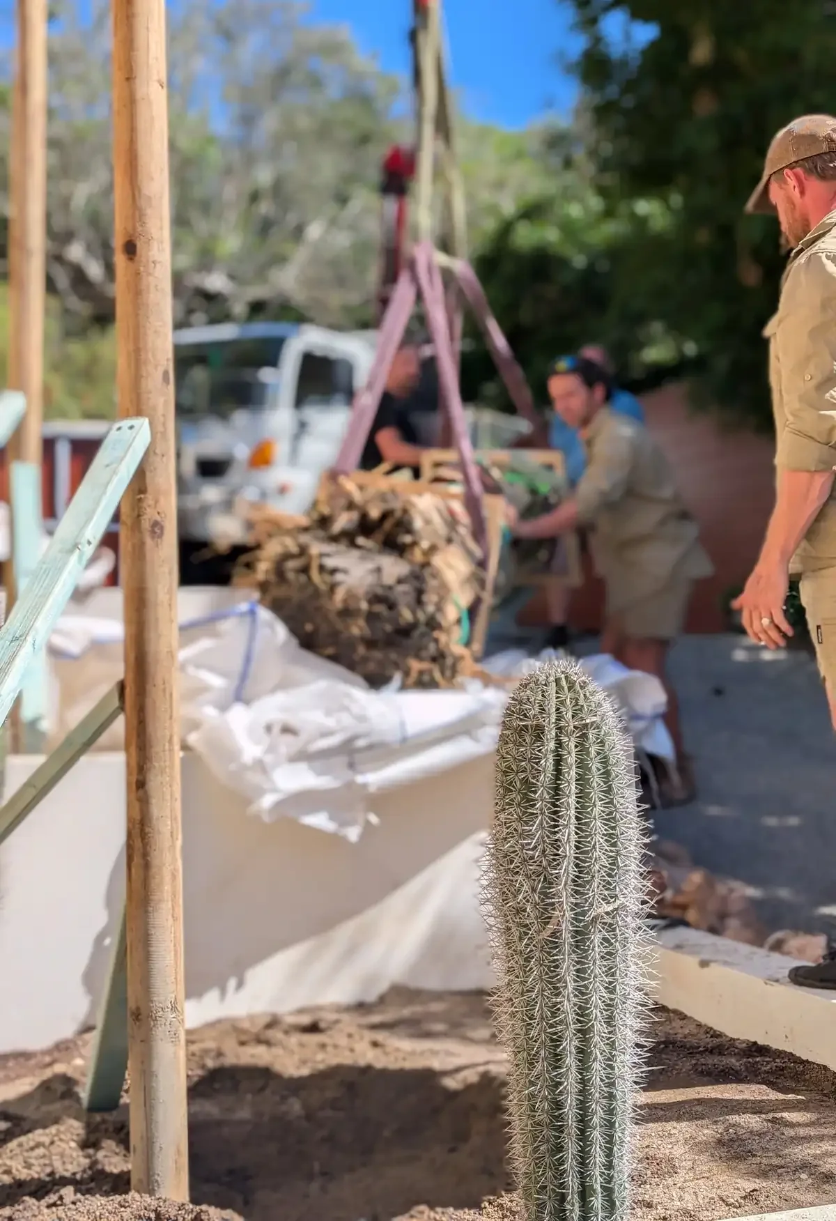 A cactus in the foreground with people working on a construction or gardening project in the background. The background includes a large pile of wood and various tools and materials.