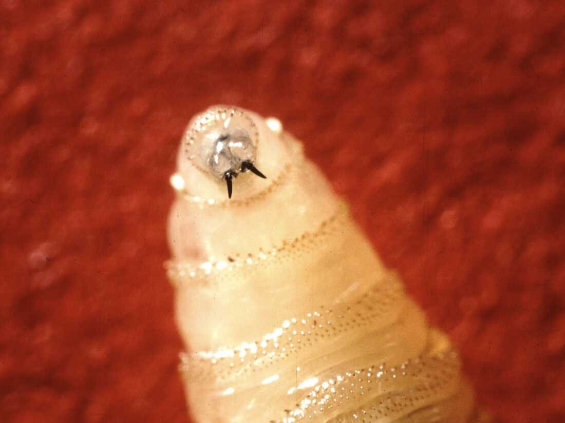 New World Screwworm
