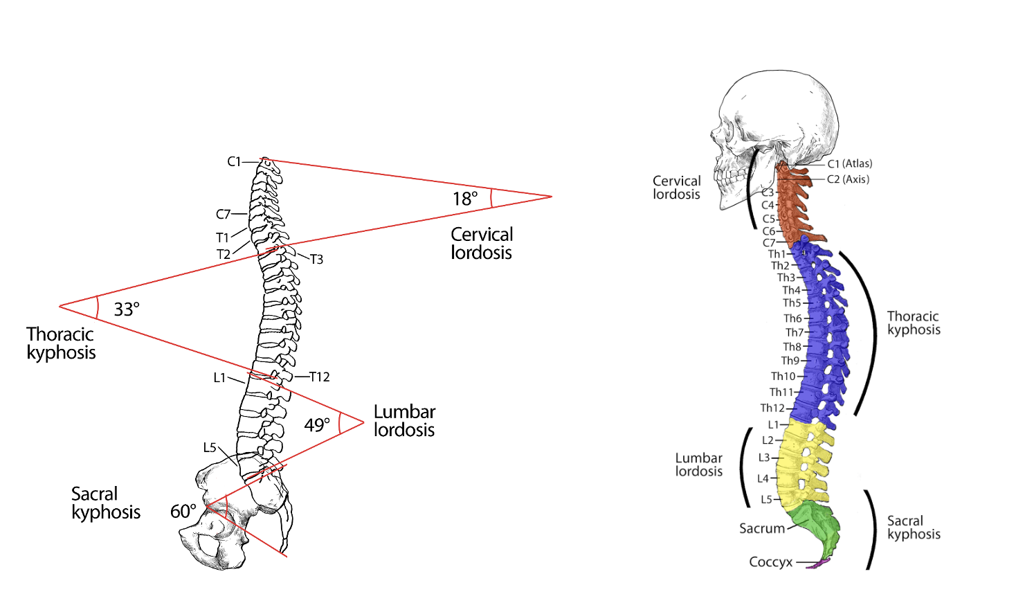 Curves of the spine showing a cervical lordosis, thoracic kyphosis, and lumbar lordosis.