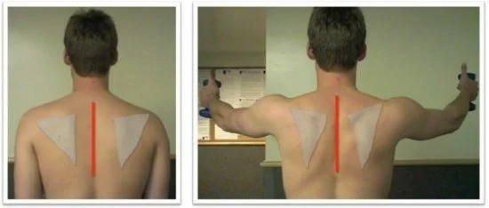 Neutral shoulder blade position and its importance — CENTRAL PHYSICAL ...