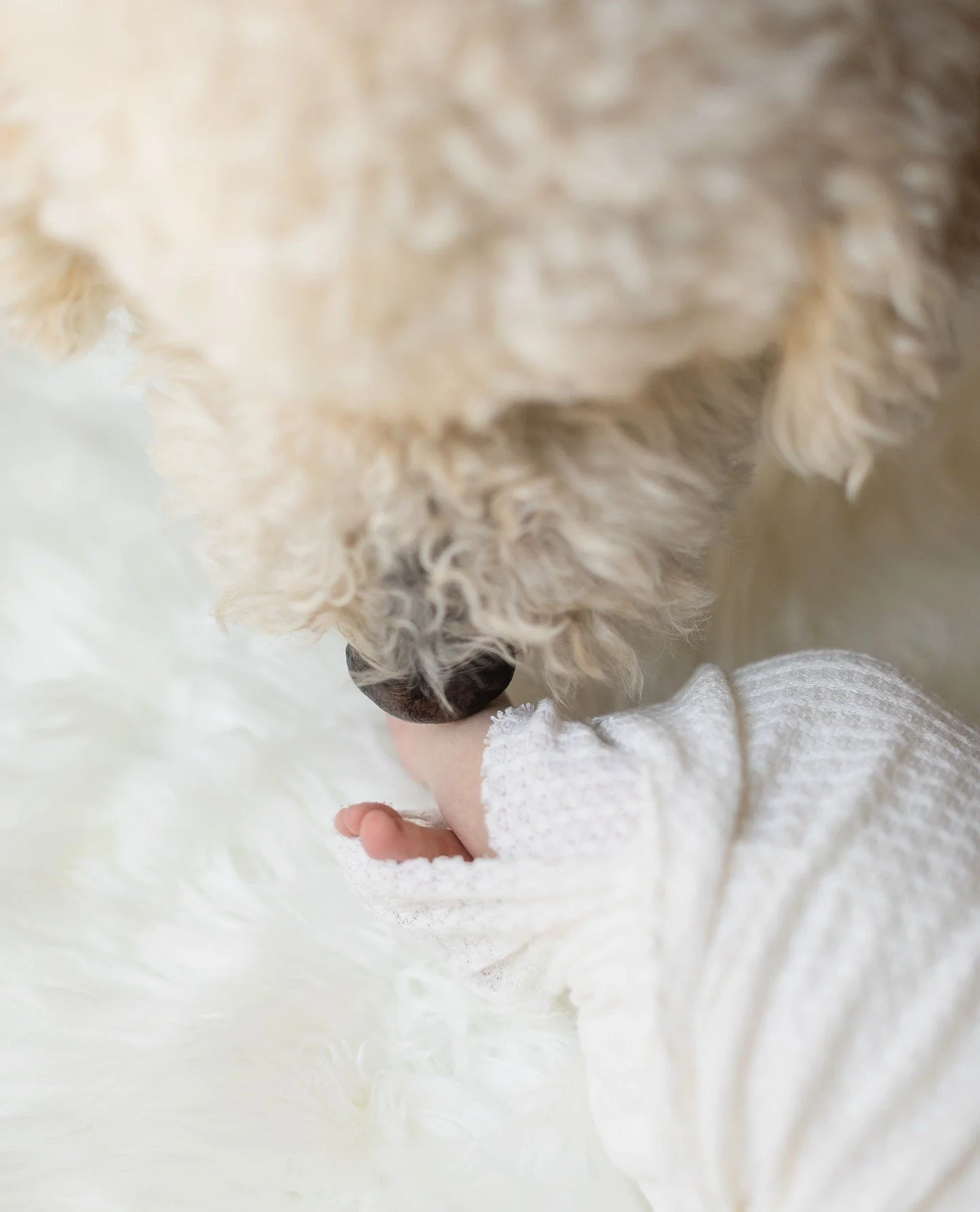 S N I F F ⁠
*ahhh that's the good stuff*⁠
&bull;⁠
&bull;⁠
&bull;⁠
&bull;⁠
&bull;⁠
#billyedonyaphotography #theaugustmag #letsclicksoc #familyphoto #familyphotographer #losangelesfamilyphotographer #babyphotographer #losangelesbabyphoto #losangelesbab