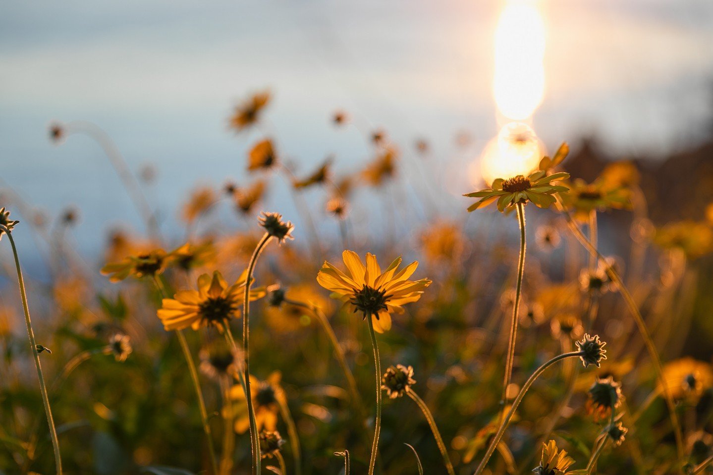 This is one of my favorite photos I've taken recently. The joy of their smily faces, the gorgeous glow as the sun kisses the horizon. Those rich, deep colors, orangey magenta saturating every surface. It's delicious and my cheeks can almost feel the 