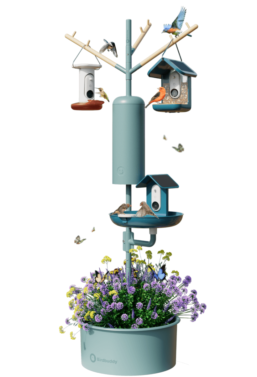 Bird Buddy Nature Station.