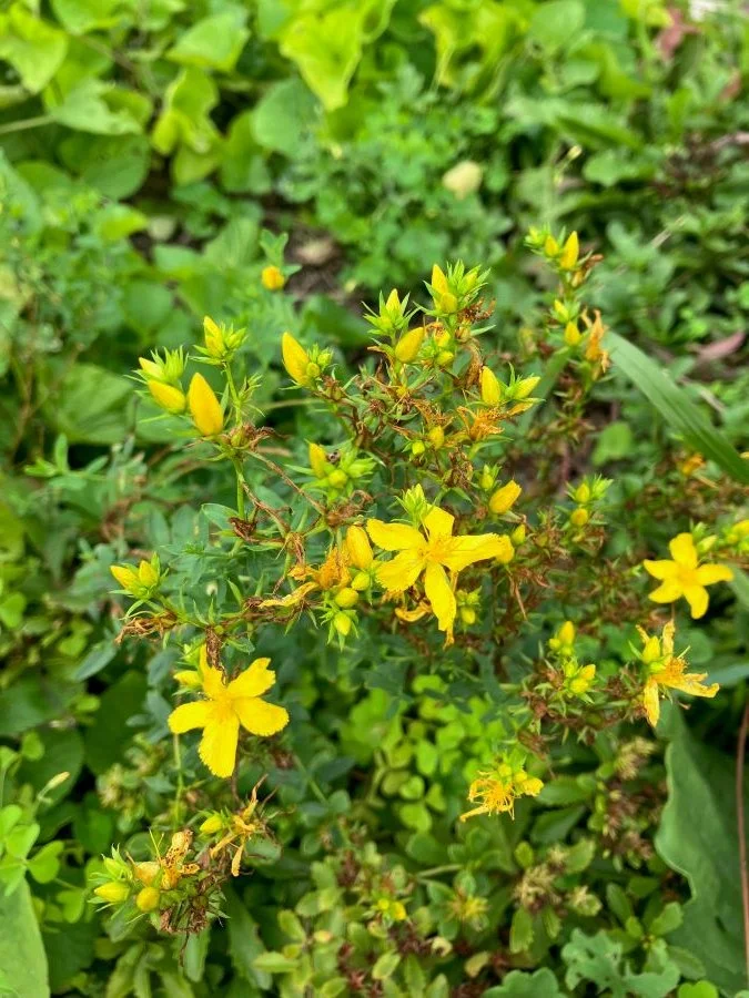 stjohns'wort.jpg