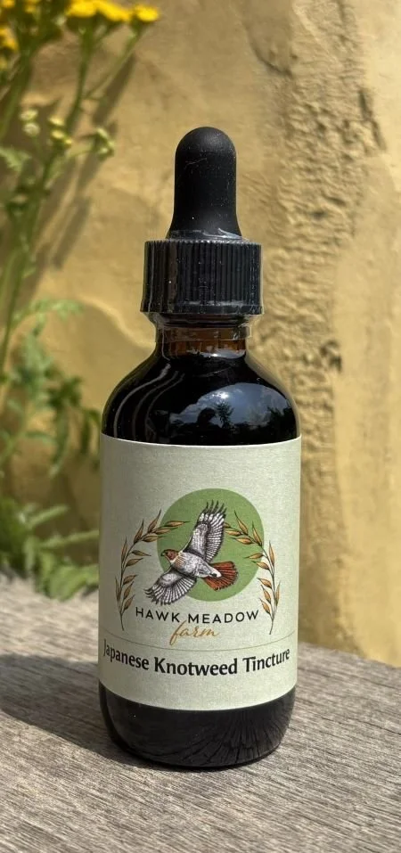 Japanese Knotweed Tincture