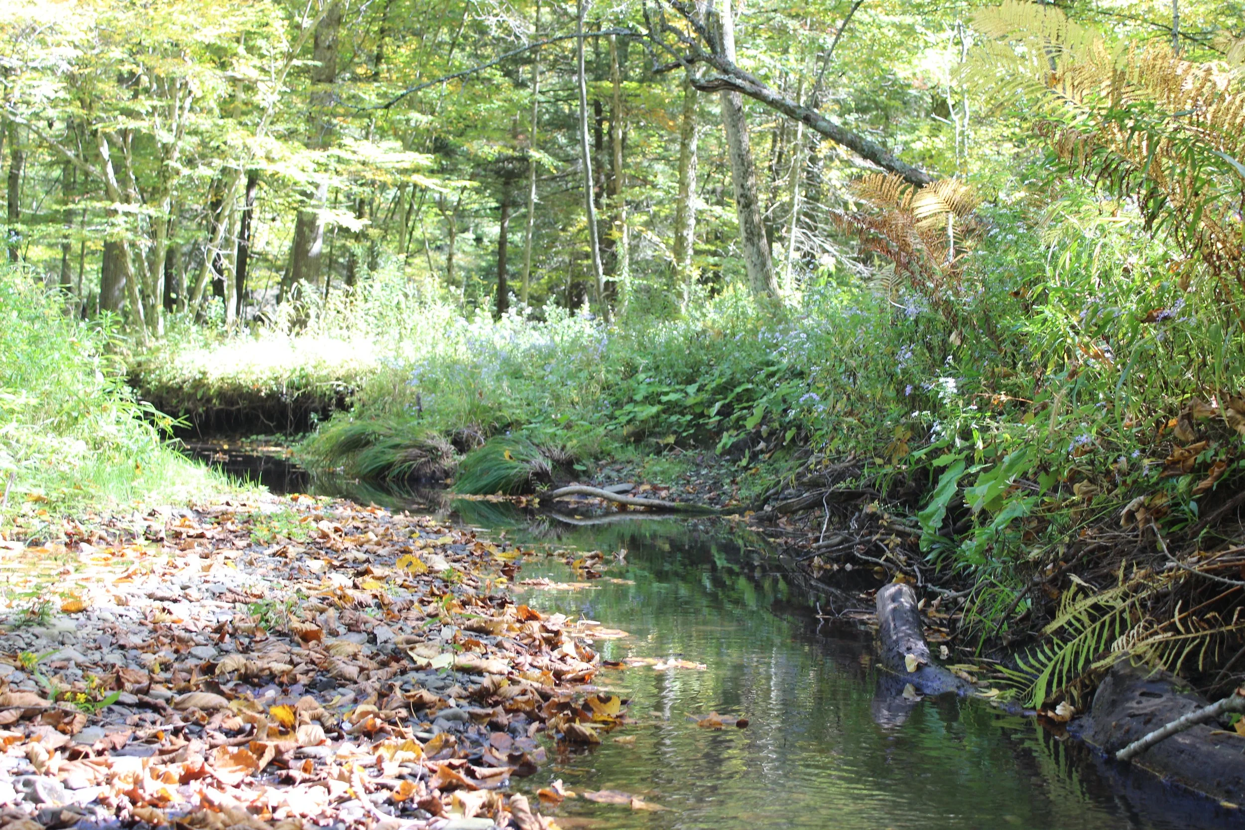 creekshot.JPG