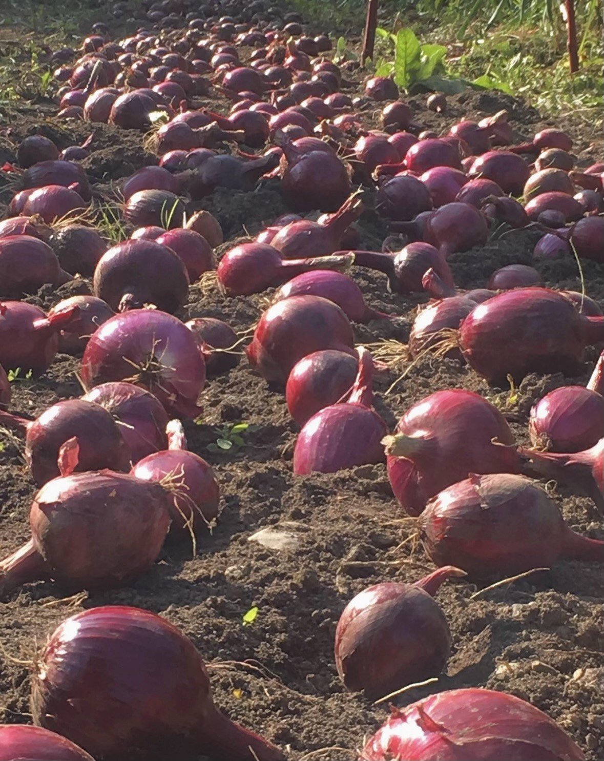 onions.jpg