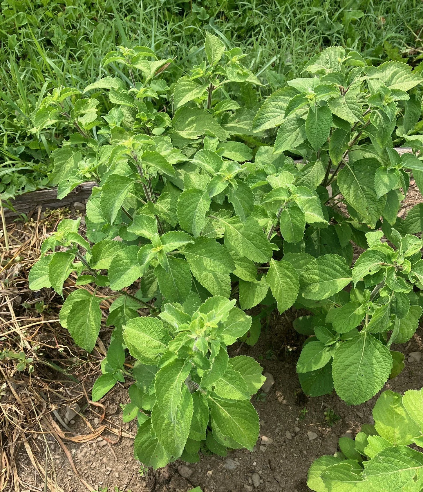 tulsi.jpg