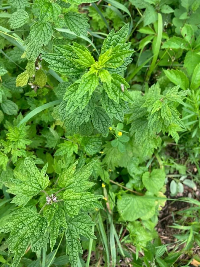 motherwort1.jpg