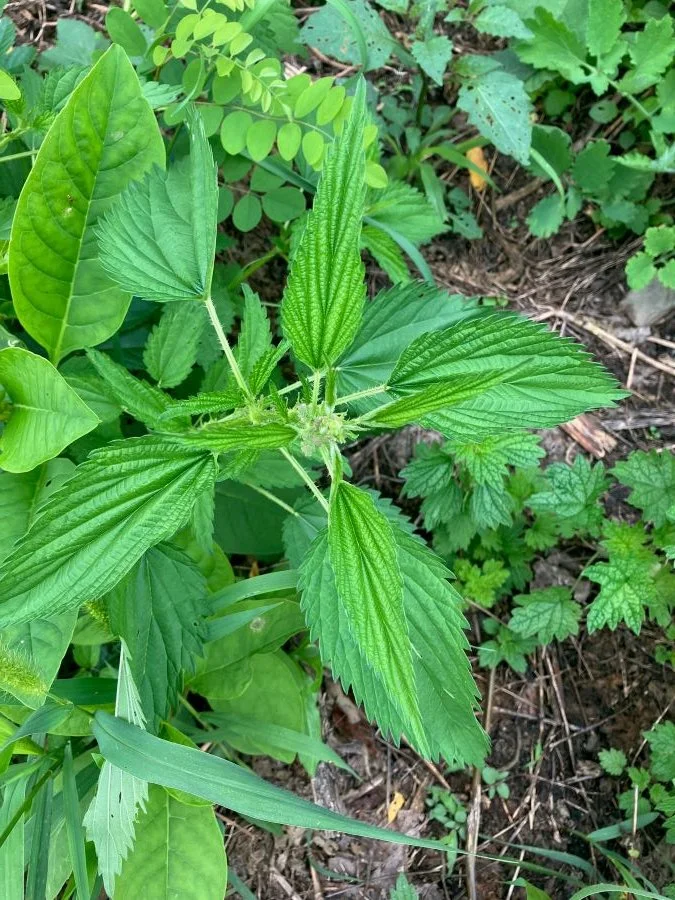 nettles1.jpg