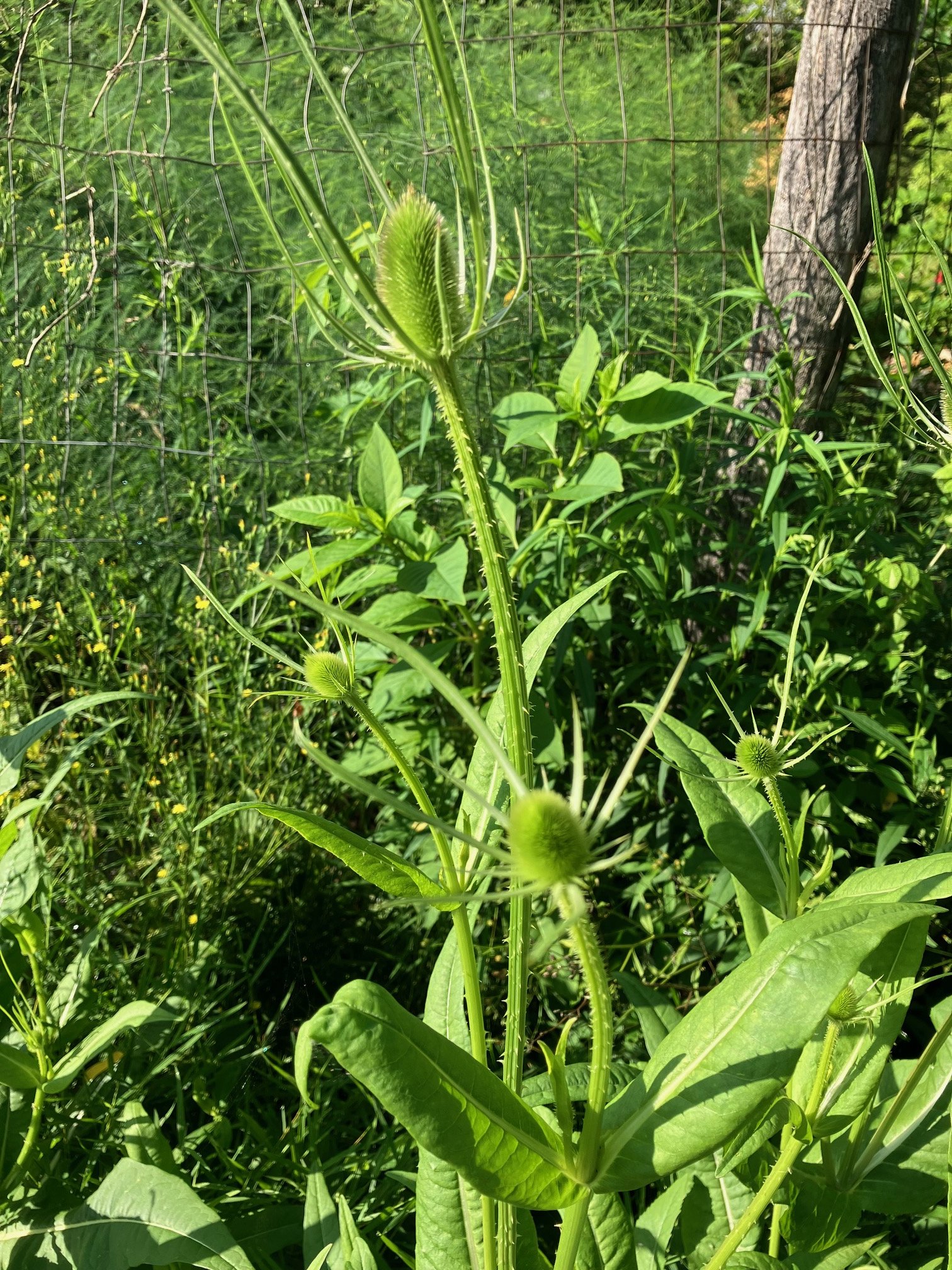 teasel1.jpg