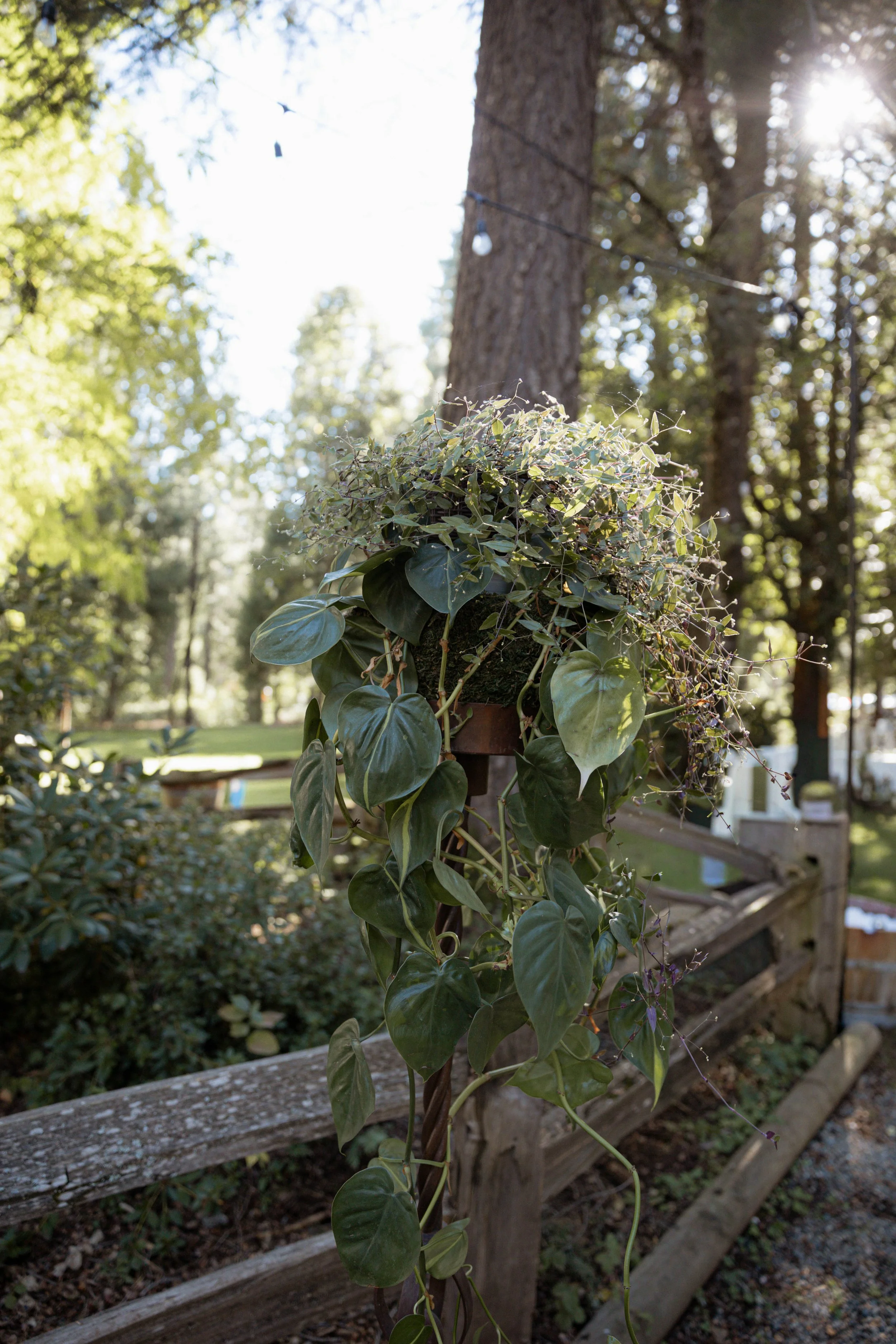 A plant hanging from a wood fence at a California wedding venue