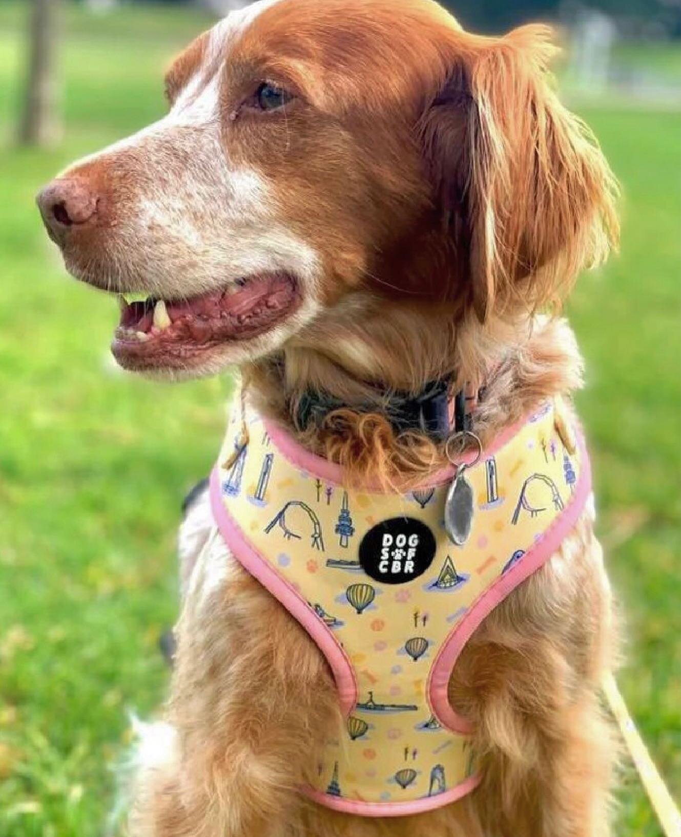 How sweet does @apupnamedrhubarb look in their Bailey harness?!🥹💛