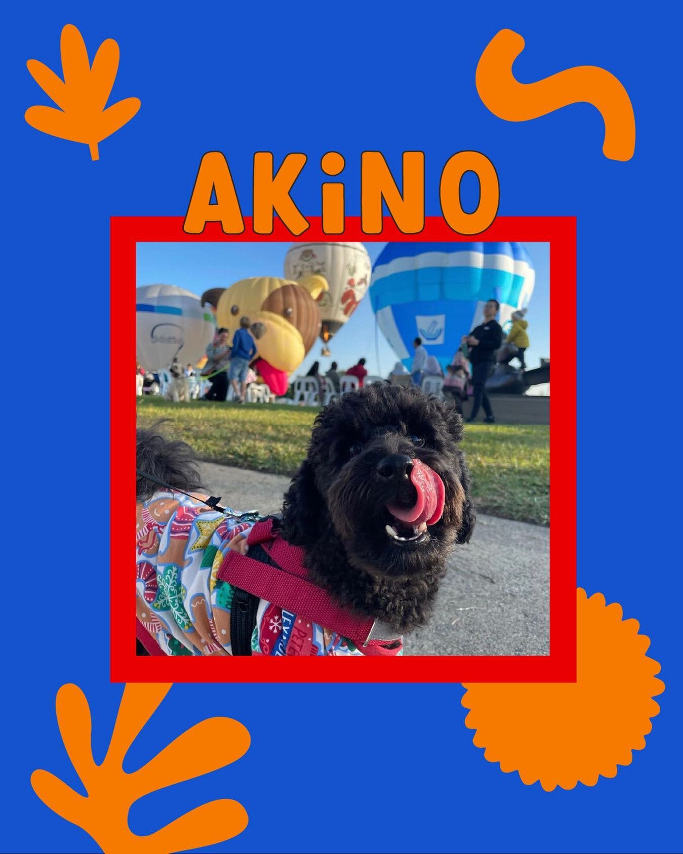 A warm welcome to Akino! 👋 

Akino is a loving and playful pup loves nothing more then playing endless hours of fetch with his mini Kong squeaky balls🎾 

He enjoys family walks around the markets and at the arboretum 🌳 

His favourite foods are sl