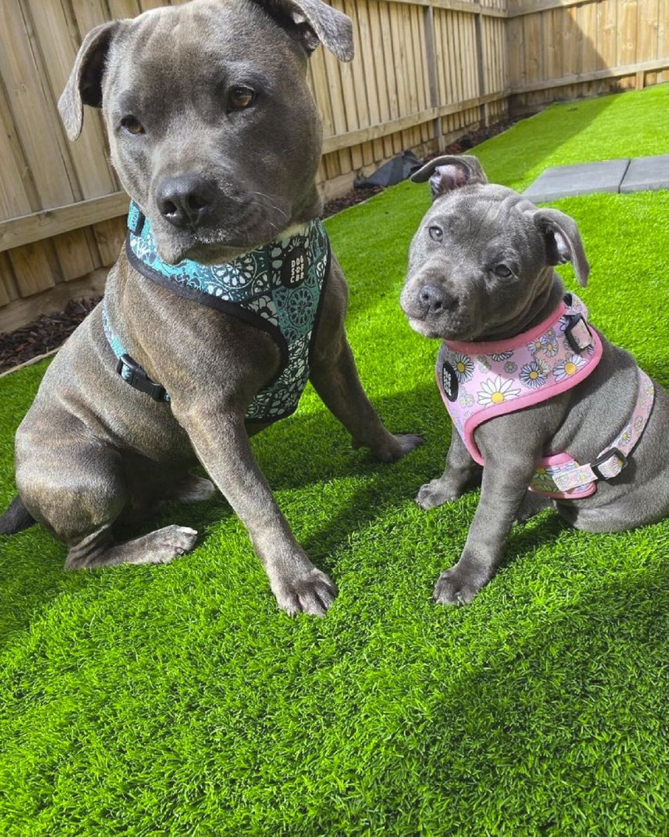 How cute are Diesel and Chanel in their Dogs of CBR harnesses?!🥹

Diesel is looking fab in the Vera harness and little Chanel is looking adorable in her Daisy harness 🐶🐶

Tap the photo to grab yours! 🐾