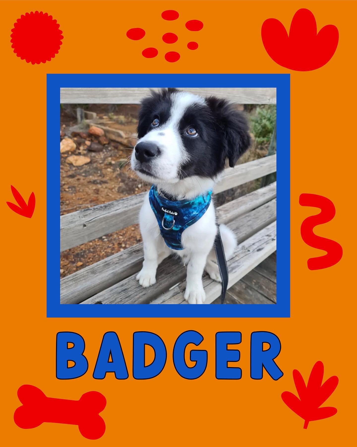 Introducing Badger 🦡 

Badger LOVES to run and play fetch or tugowar 🤩

His favourite foods are blueberries, yoghurt, fish or chicken 🫐 and loves being outside hiking 🌞

Something that makes him a little unique is that he's training to be an assi