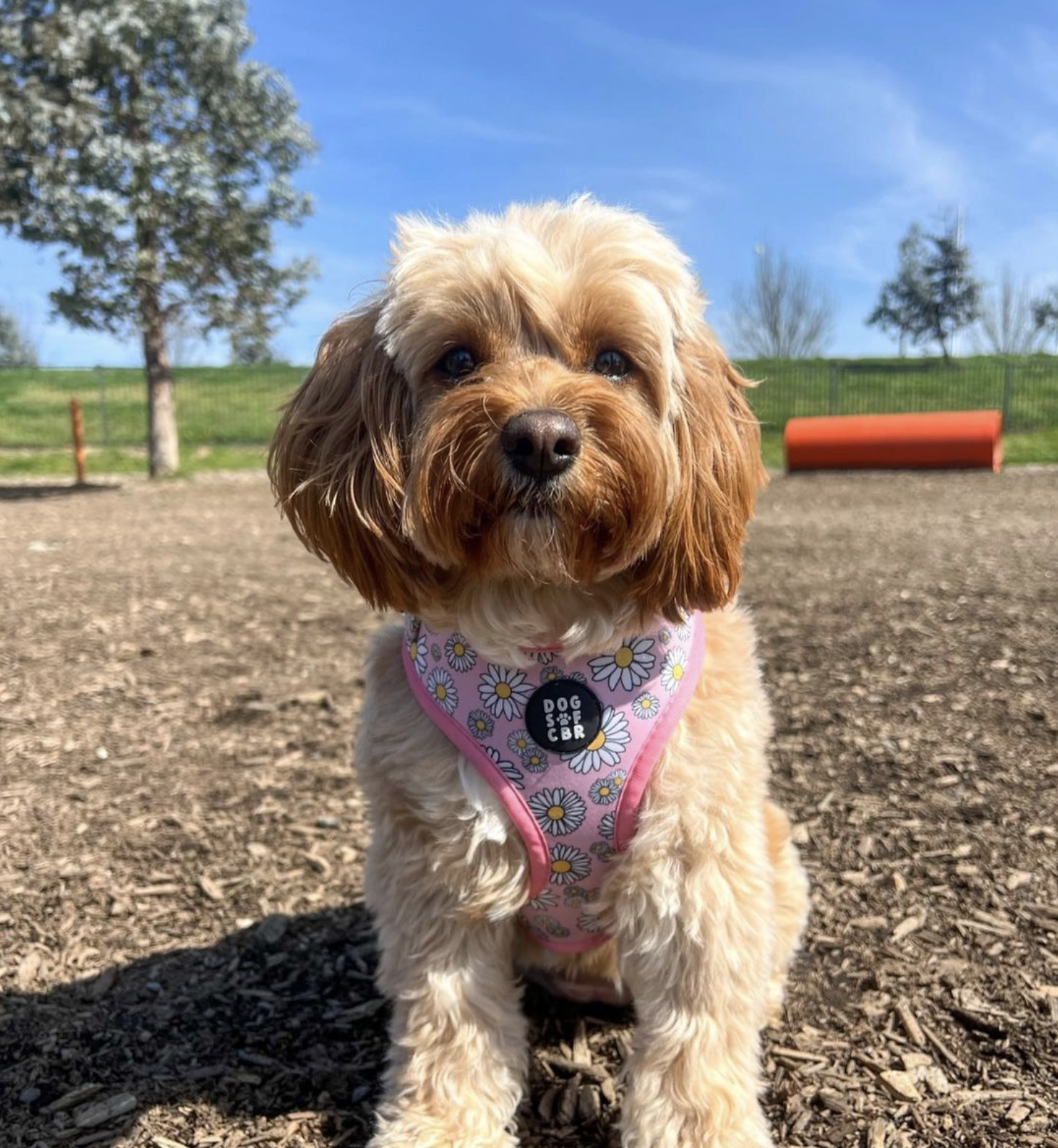 Screen Shot 2022-11-08 at 12.25.08 pm.png