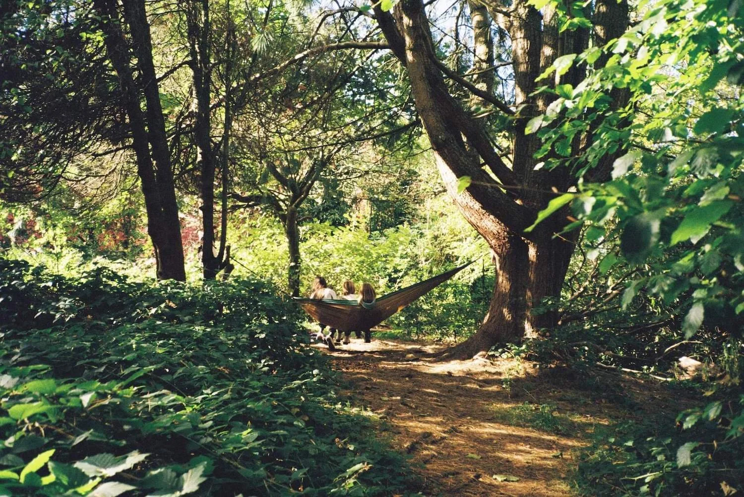 Three children sitting in a hammock in a dense green forest with tall trees and lush foliage, sunlight filtering through the leaves.
