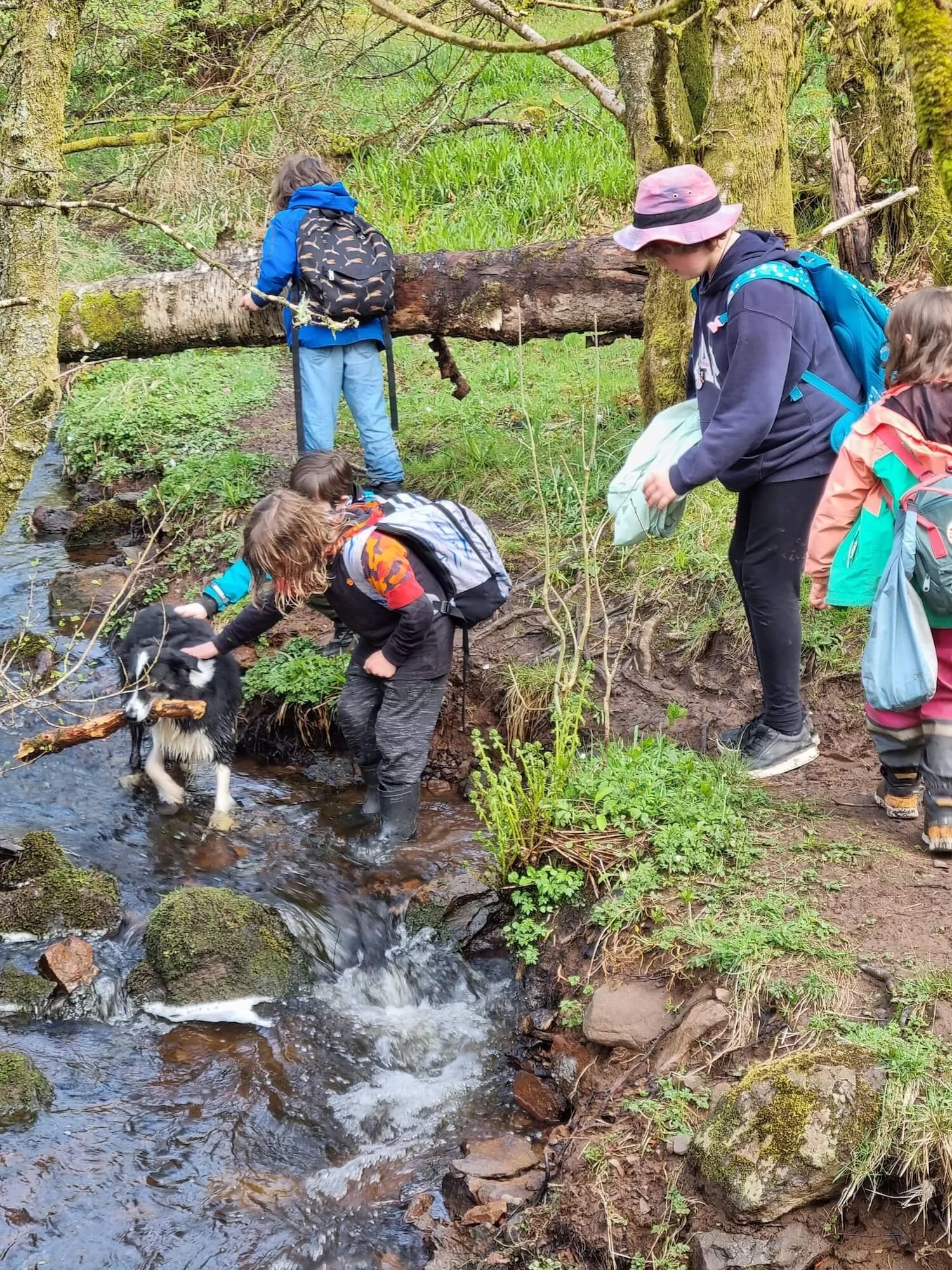 Children hiking by a small creek in a forest, some are exploring the water, one dog is in the creek, and others are looking around or resting.